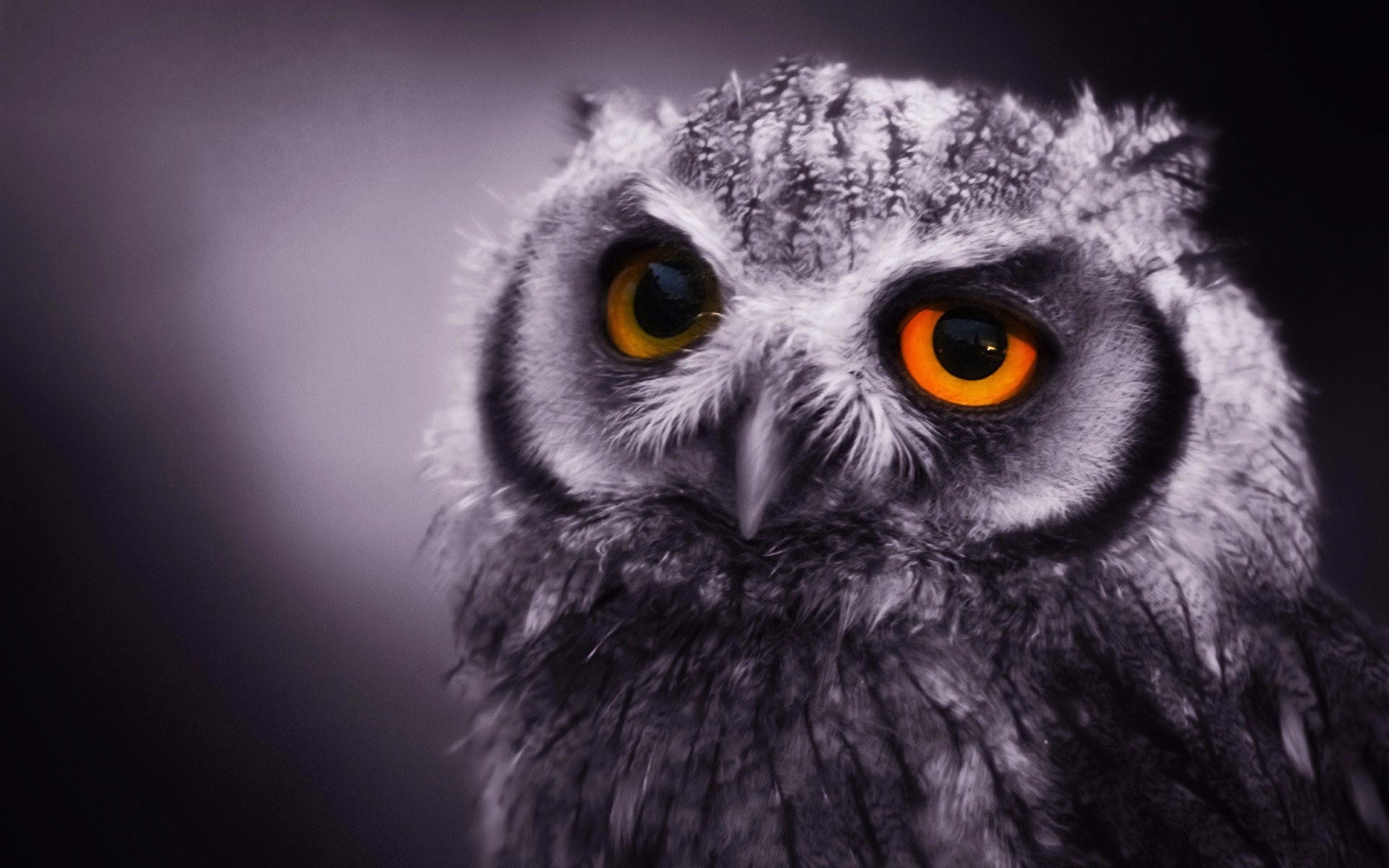 Gufo, Occhi arancioni, Primo piano, Sfondo scuro, Full HD, wallpaper desktop