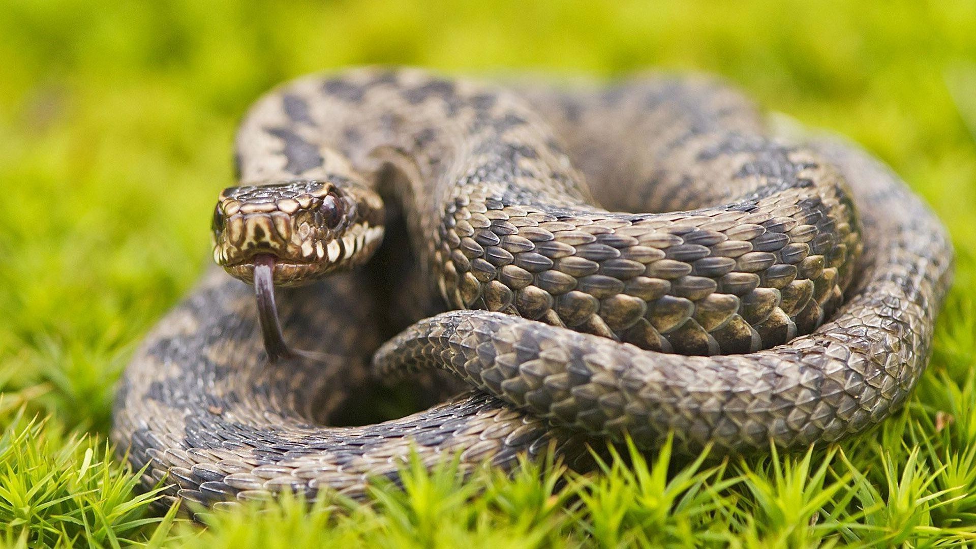 Vipera, Serpente arrotolato, Muschio, Lingua biforcuta, 1920x1080, immagine di sfondo