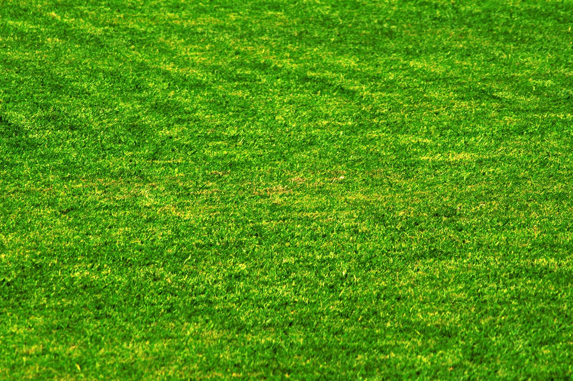 Prato, Tappeto erboso, Verde, Full HD, sfondo Windows 11