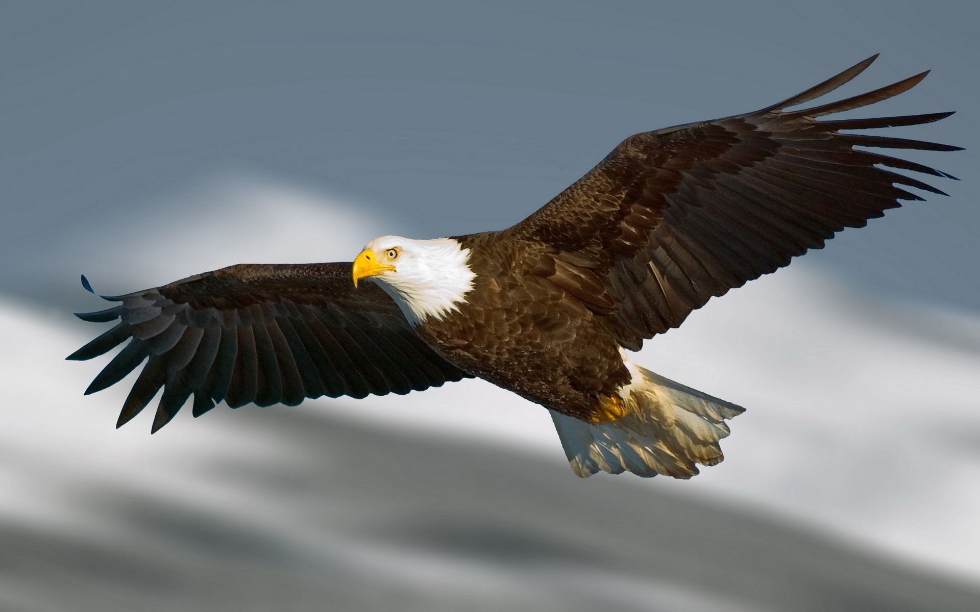 Aquila calva, In volo, Cielo, 1920x1200, sfondo MacBook Pro