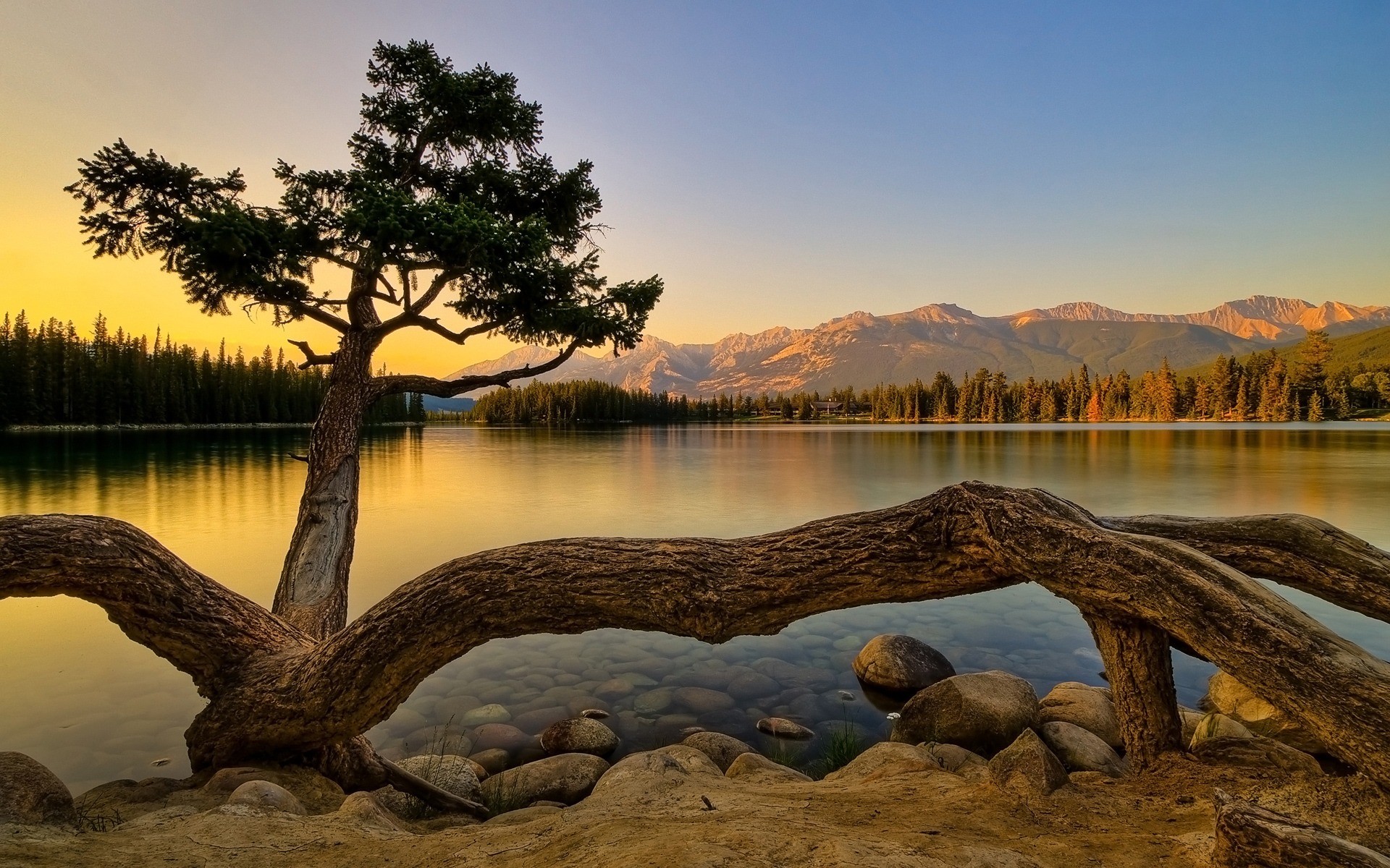 Pino, Lago, Montagne, Tramonto, Radici, Full HD, sfondo per PC