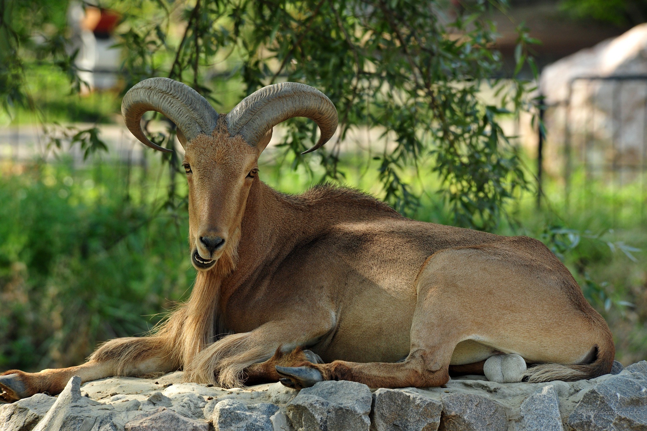 Muflone, Corna, Animale, Full HD, sfondo Windows 11