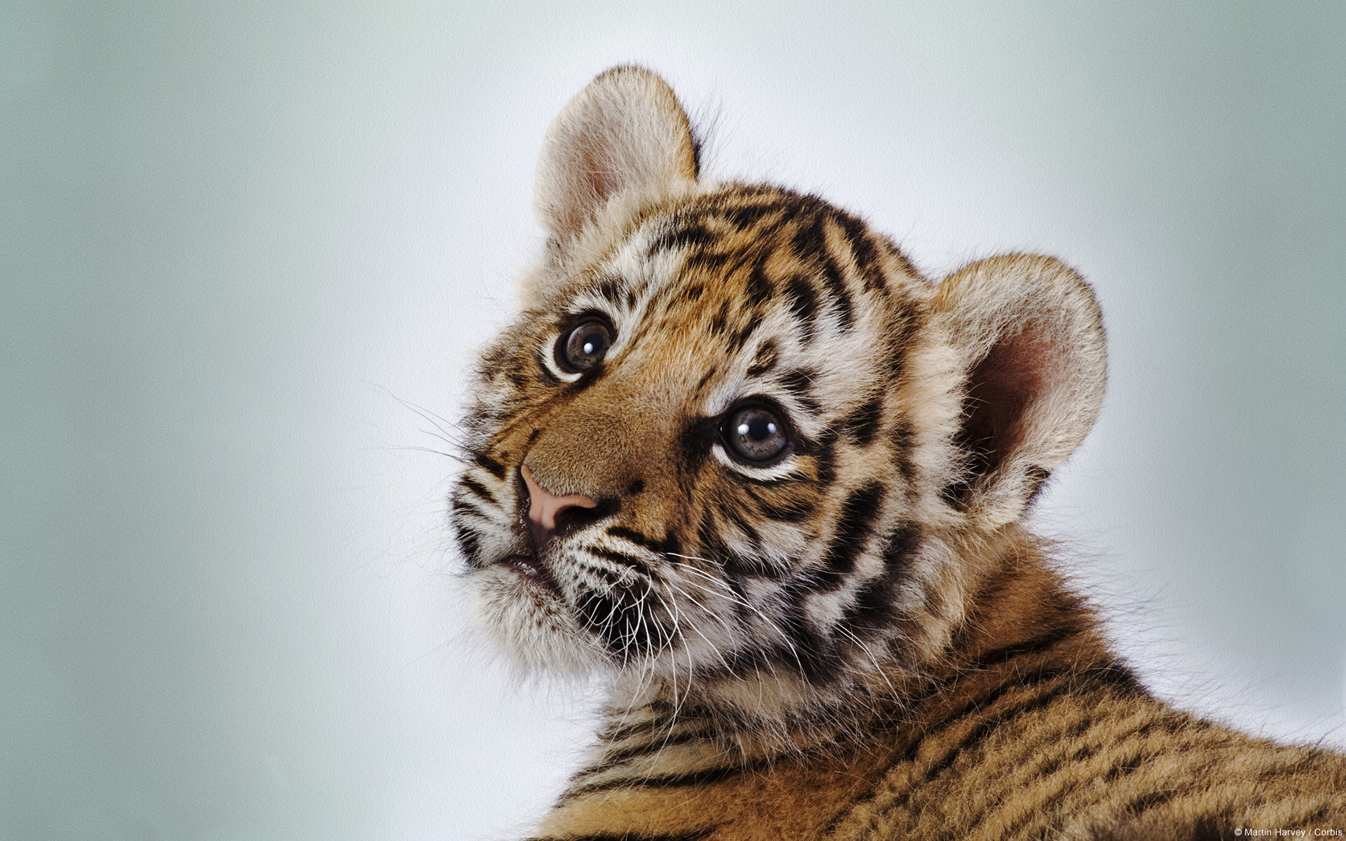 Cucciolo di tigre, Tigre, Ritratto, Felino, Sfondo chiaro, Full HD, wallpaper per computer