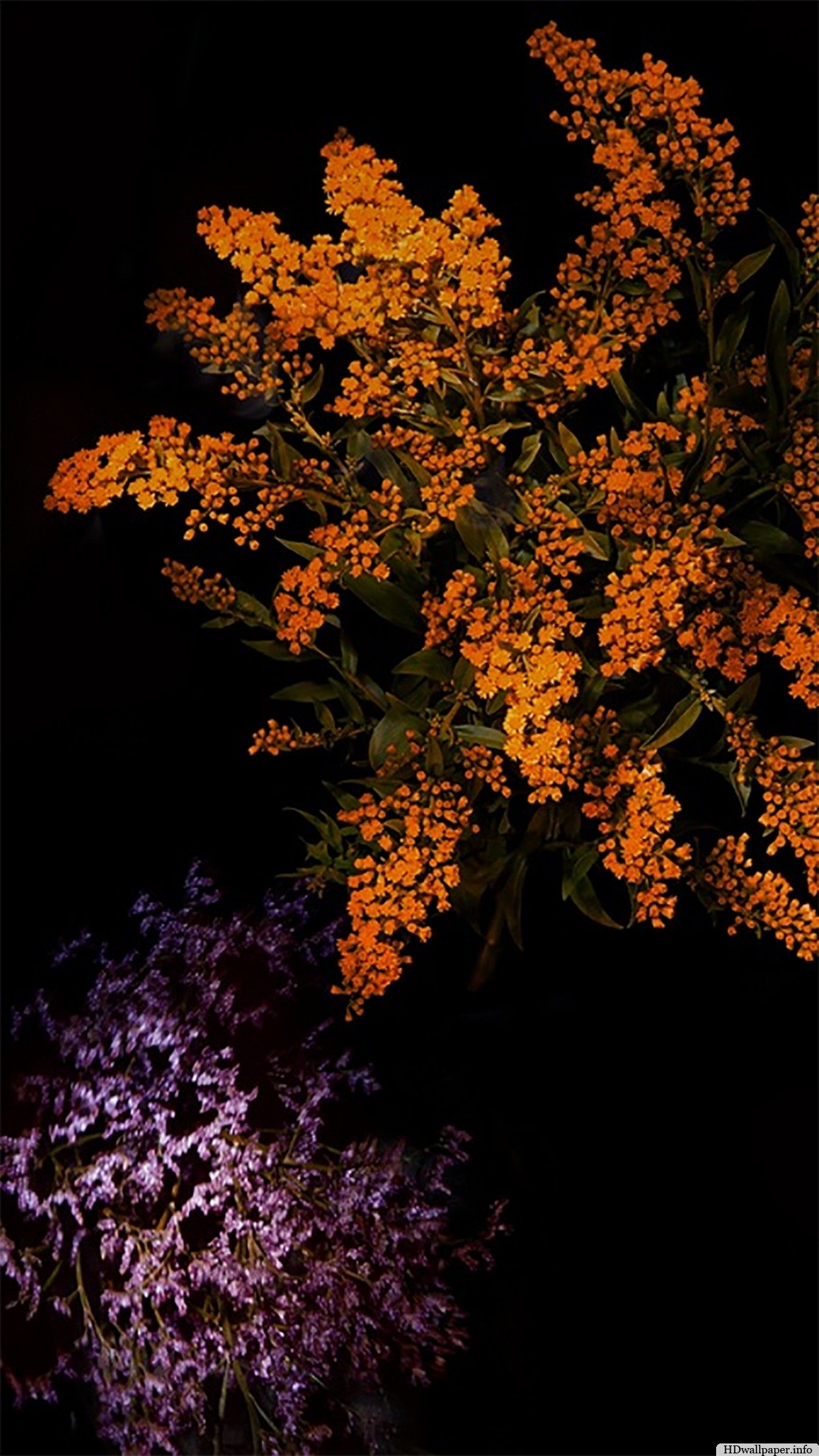 Fiori arancioni, Sfondo nero, Rami, schermata Home iPhone 4S