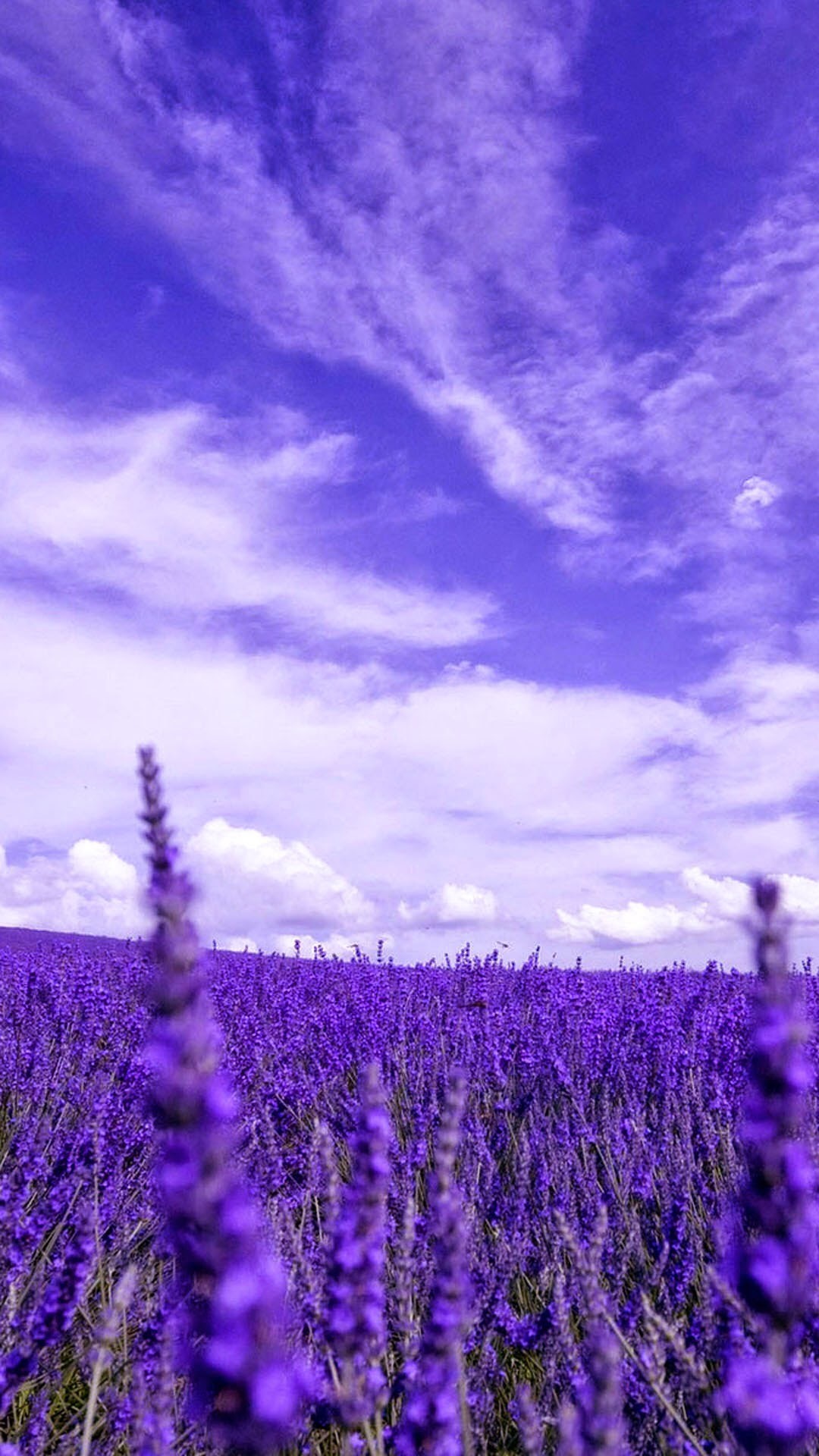 Campo di lavanda, Cielo viola, Nuvole, schermata Home iPhone 5C