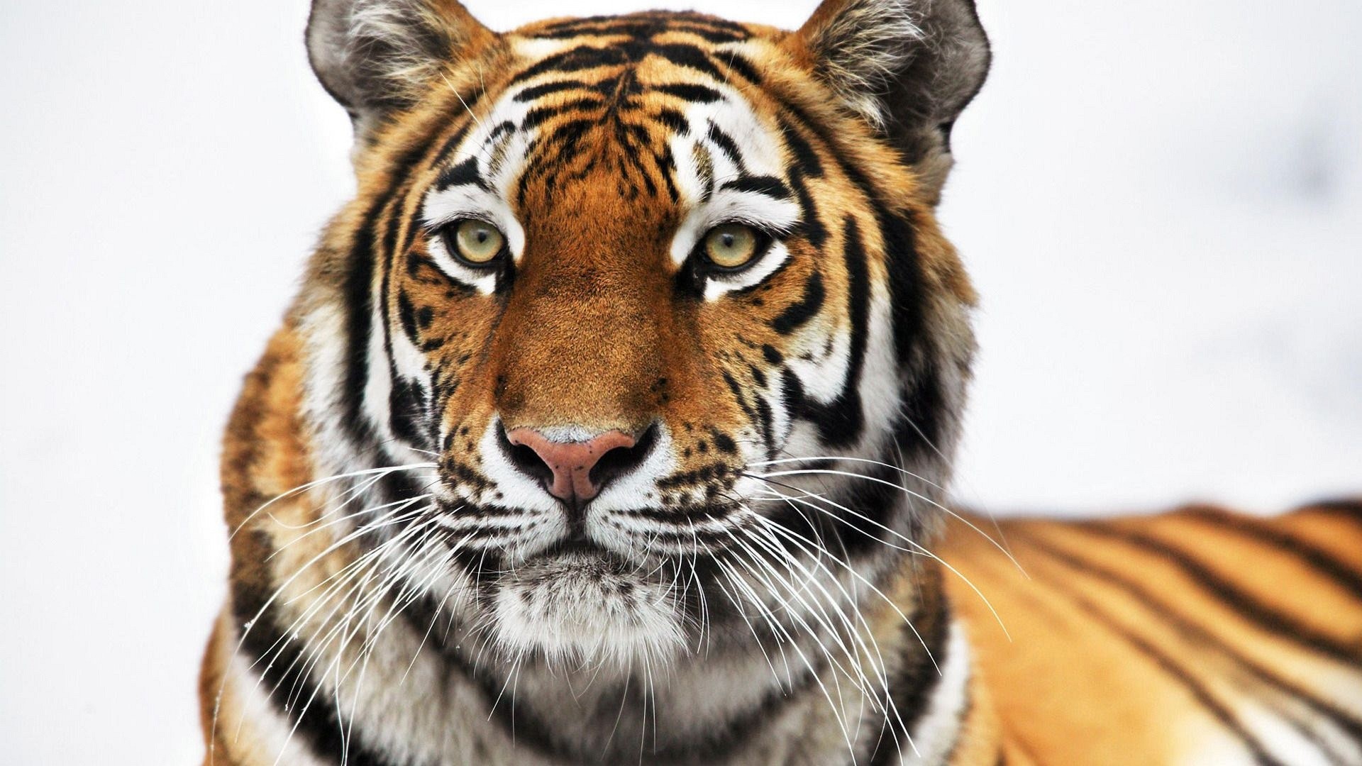 Tigre siberiana, Ritratto, Sfondo bianco, 1920x1080, wallpaper desktop