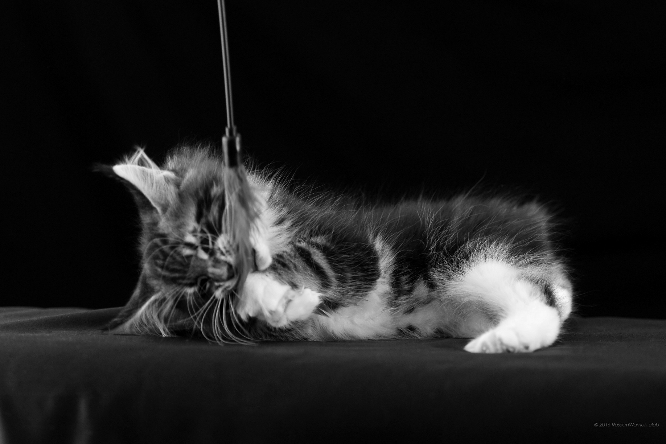 Gattino, Gatto, Bianco e nero, Gioco, sfondo tablet