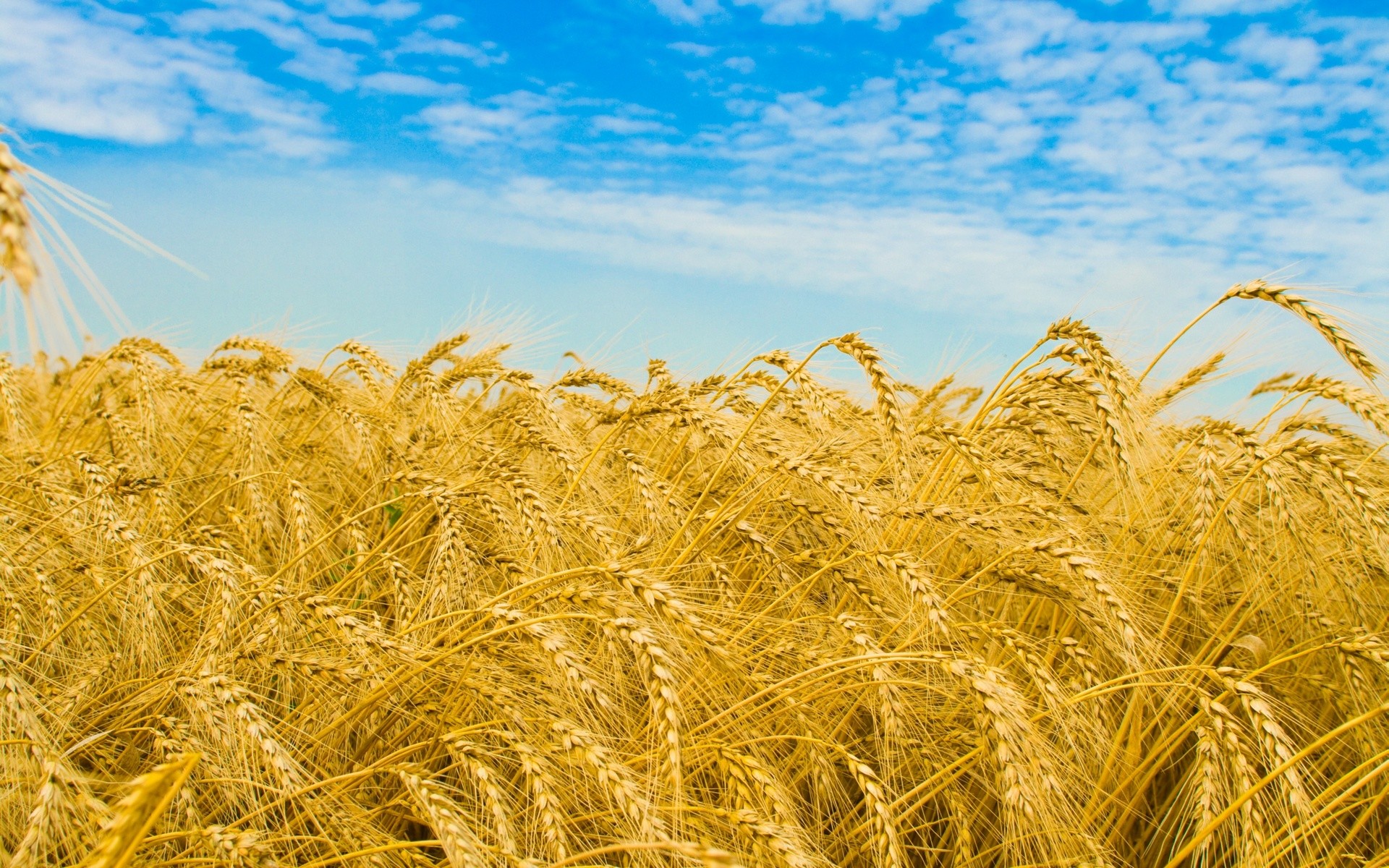 Campo di grano, Spighe, Cielo azzurro, Estate, sfondo per il tuo tablet