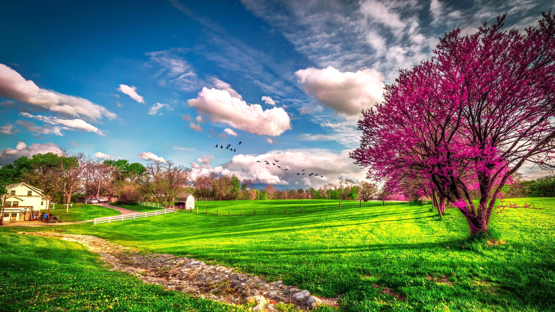 Albero in fiore, Prato verde, Nuvole, HDR, Full HD, sfondo per PC e portatile