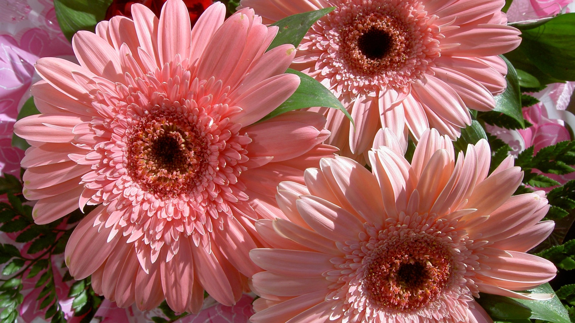 Gerbere rosa, Fiori, Full HD 1080p, sfondo desktop