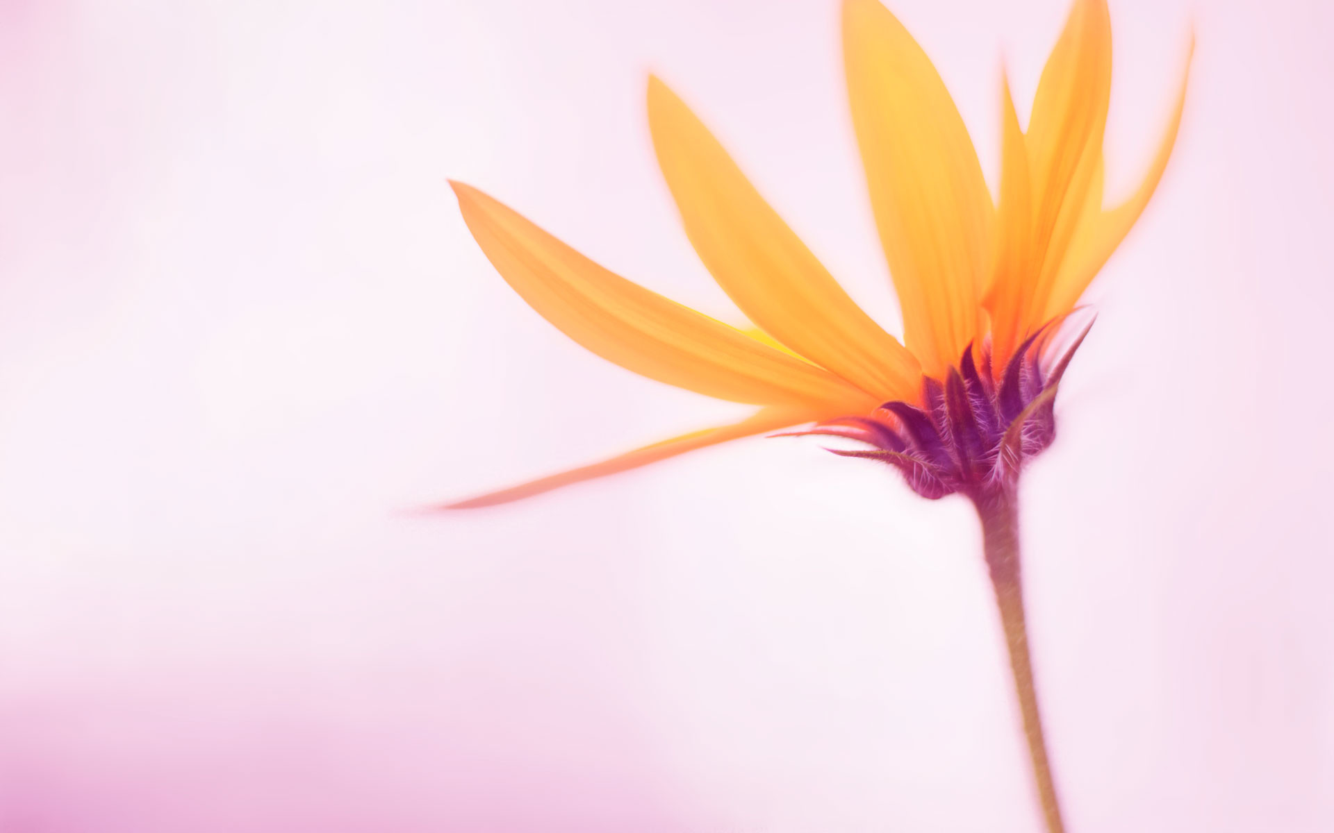 Fiore arancione, Rosa chiaro, Macro, Full HD, sfondo Windows 8.1