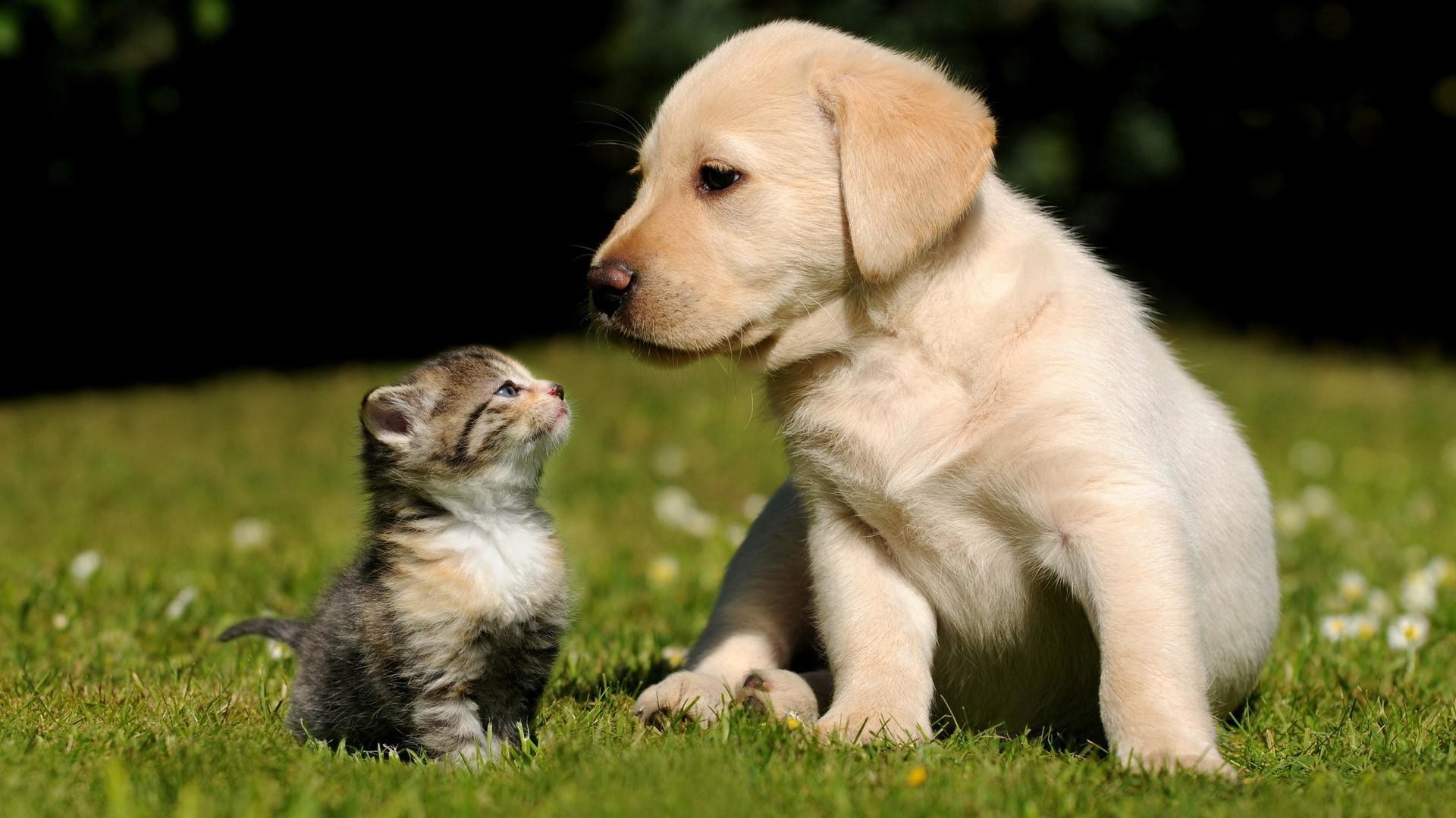 Gattino, Cucciolo di labrador, Amicizia, Prato, 1920x1080, immagine di sfondo