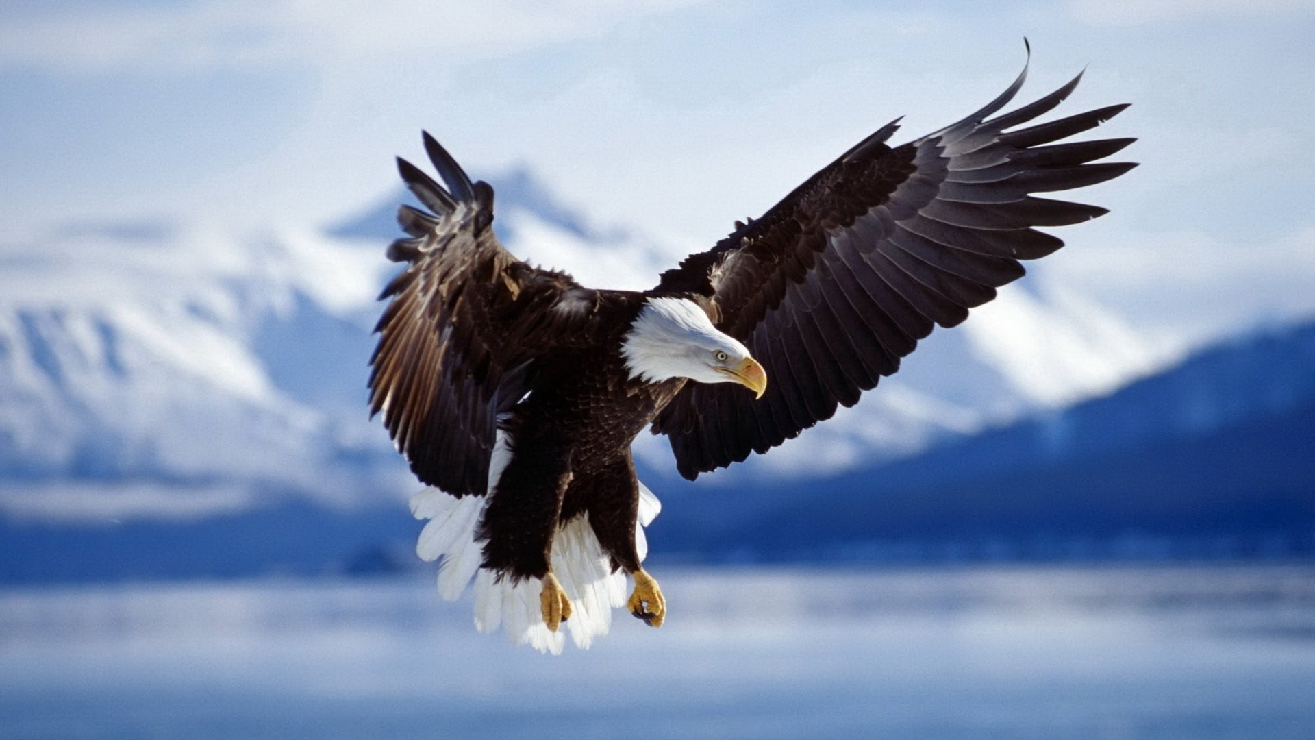 Aquila di mare testabianca, Aquila calva, In volo, Montagne innevate, sfondo desktop Full HD