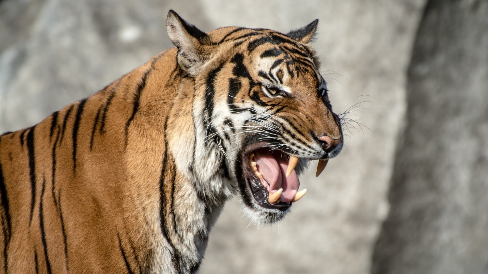 Tigre, Ruggito, Profilo, Full HD, sfondo per PC e portatile