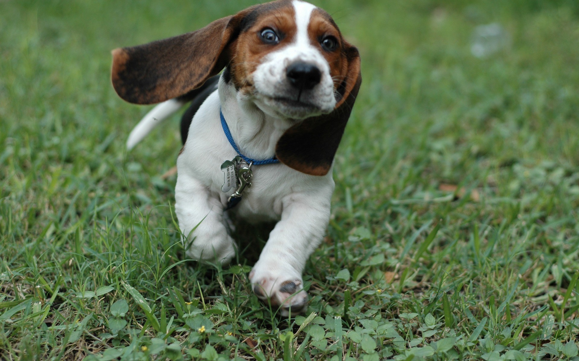 Basset hound, Cucciolo, Corsa, Prato, 1920x1200, sfondo MacBook Pro