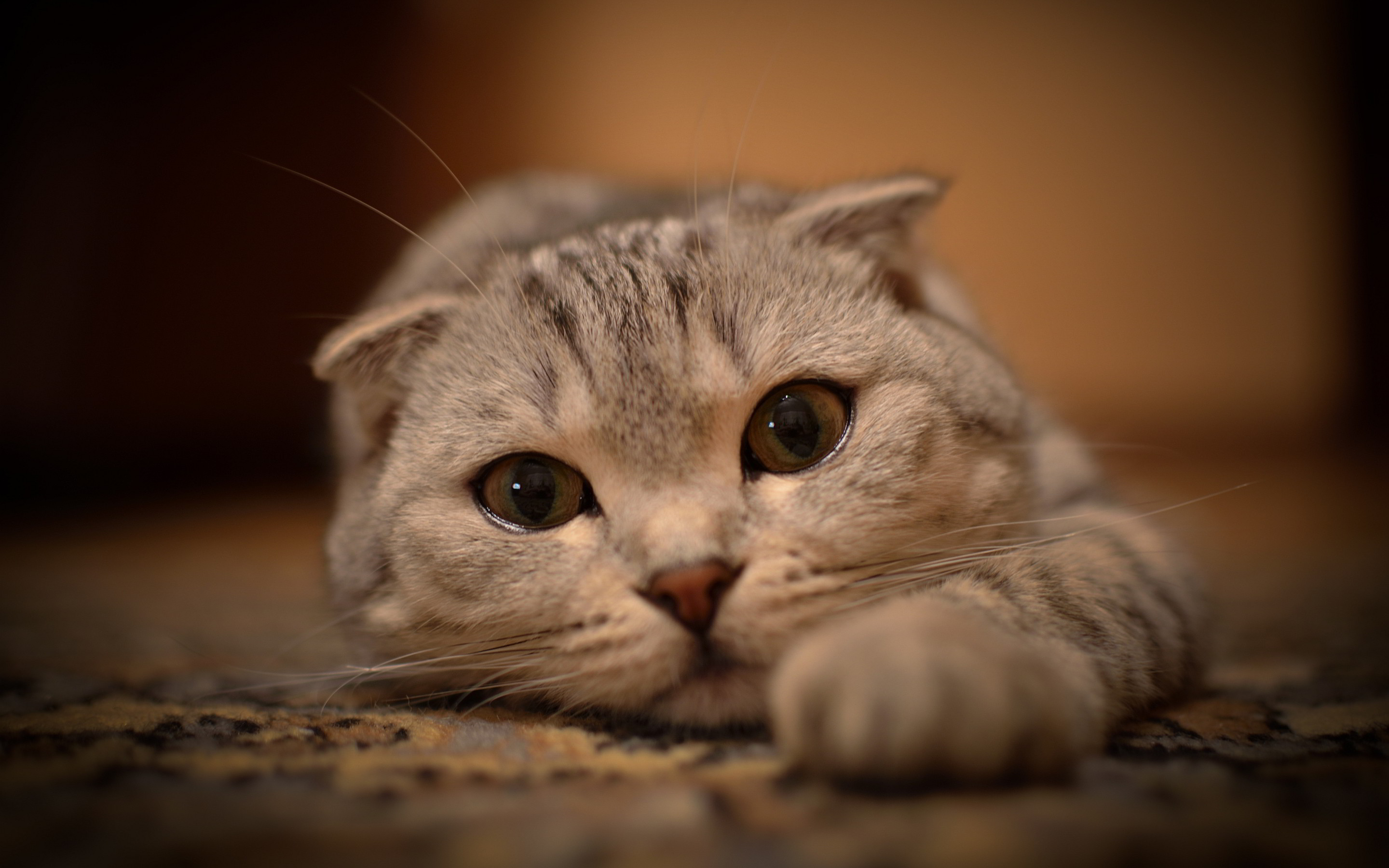 Scottish Fold, Gatto, Sdraiato, Occhi grandi, 2880x1800, immagine di sfondo