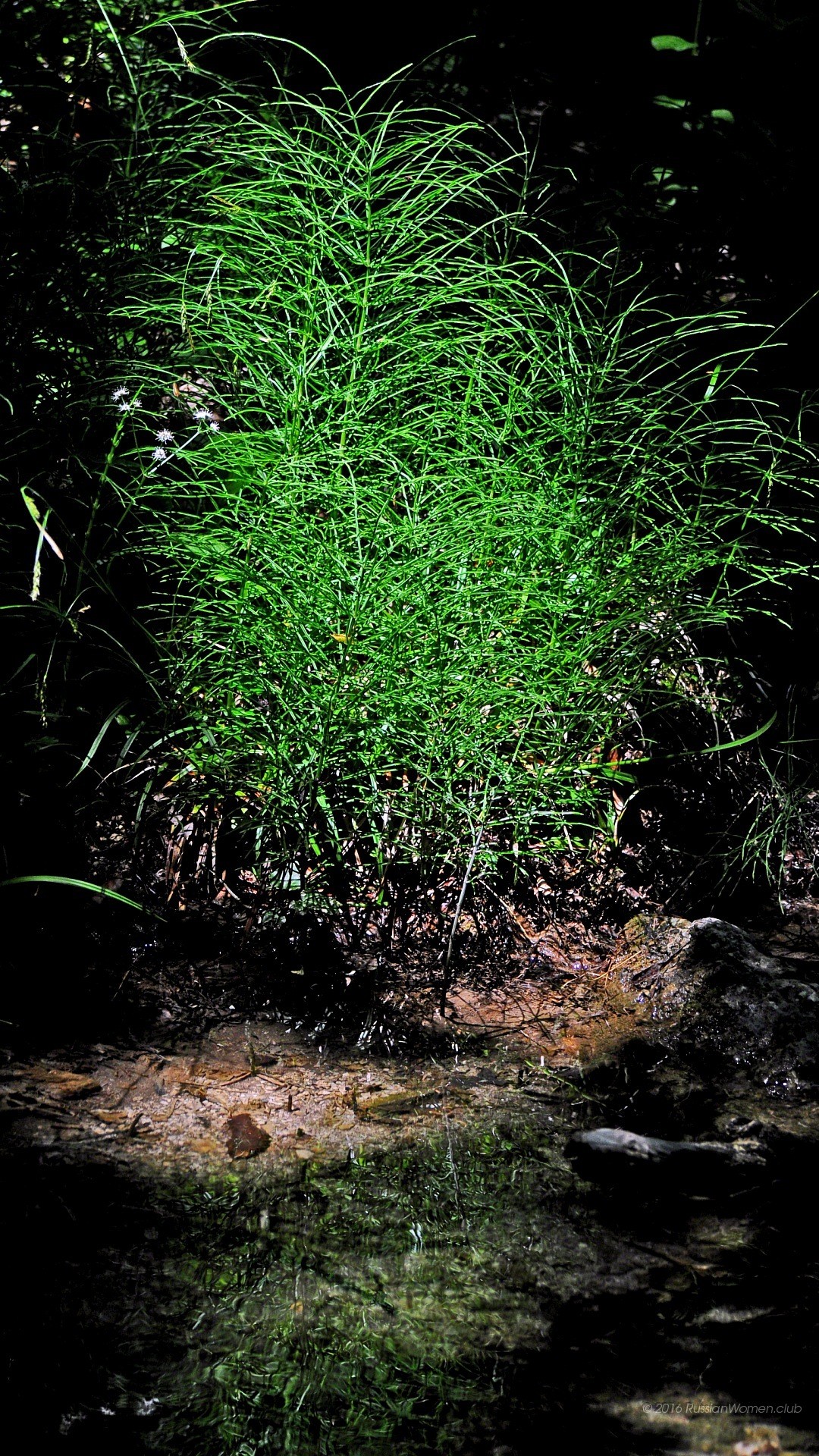 Erba, Notte, Verde, immagine di sfondo Huawei P9