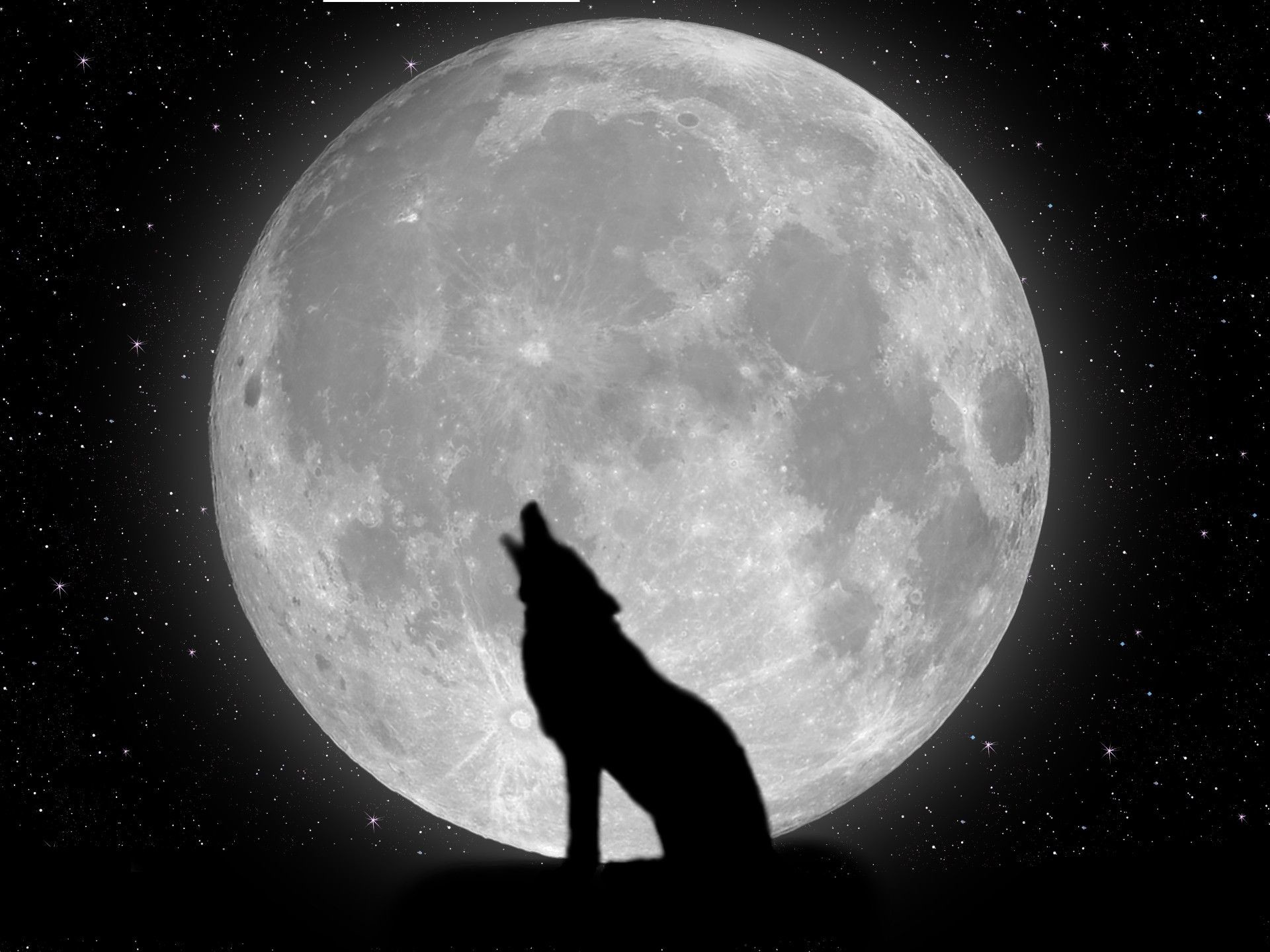 Lupo, Ululato, Luna piena, Silhouette, sfondo per iPad e tablet