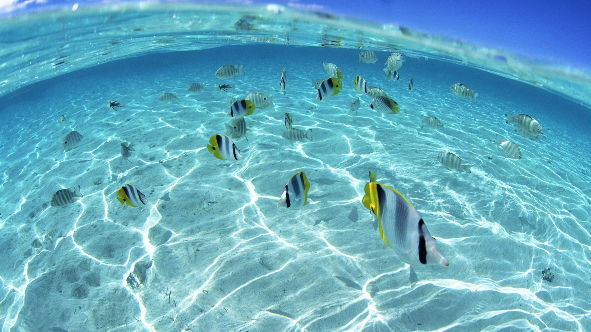 Pesci tropicali, Pesce farfalla, Acqua cristallina, Sott'acqua, 16:9 Full HD, sfondo widescreen