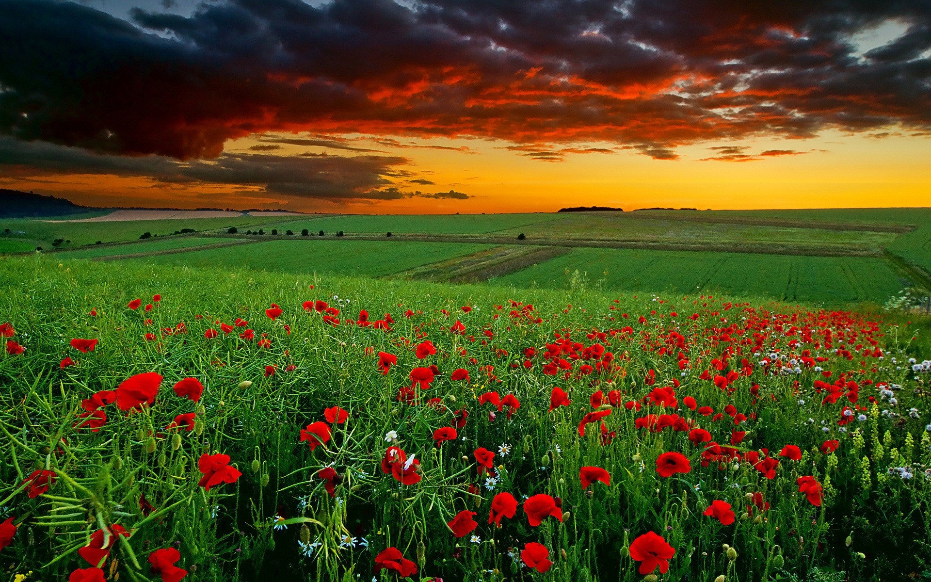 Papaveri, Campo, Tramonto, Full HD, sfondo per il tuo desktop