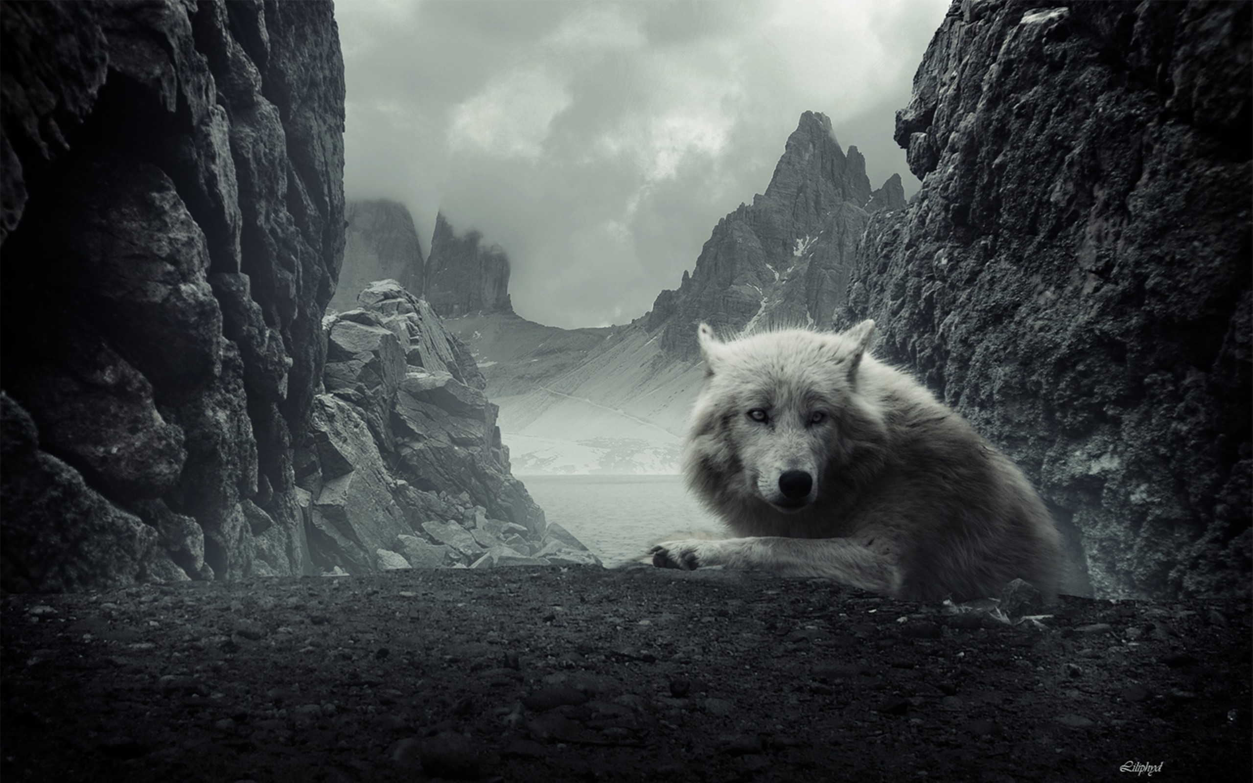 Lupo bianco, Montagne, Rocce, Fantasy, 2K, sfondo per portatile