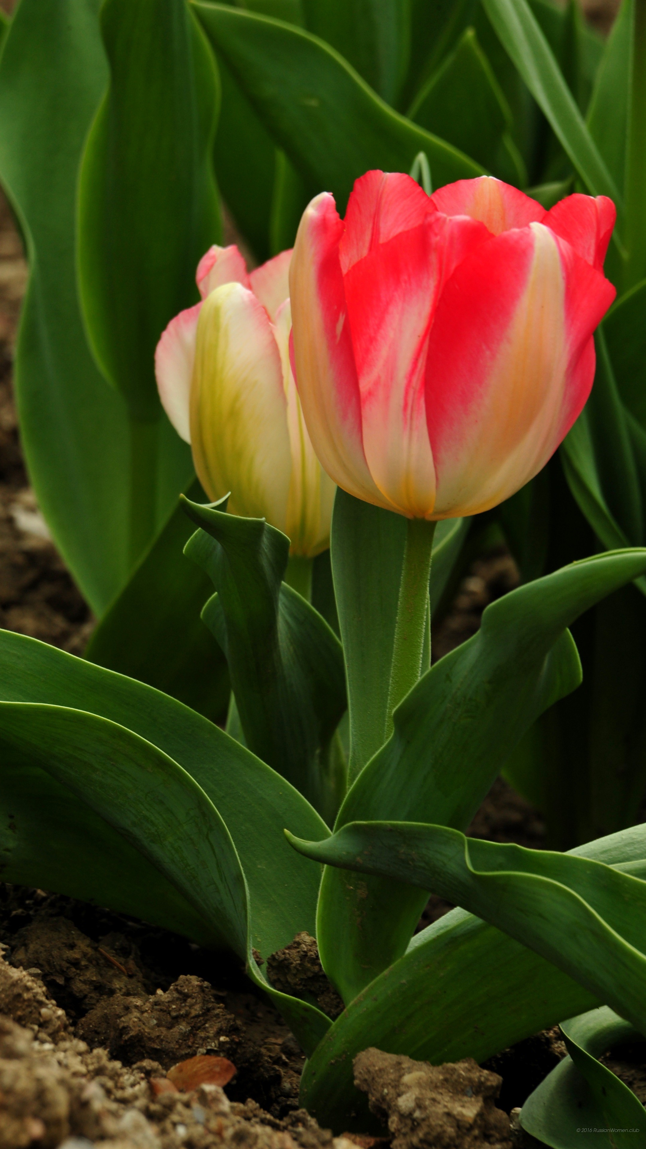 Tulipano, Rosso e bianco, Primavera, wallpaper per desktop