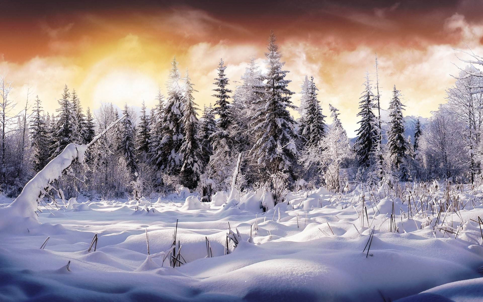 Bosco innevato, Abeti, Tramonto, Inverno, Full HD, wallpaper per PC