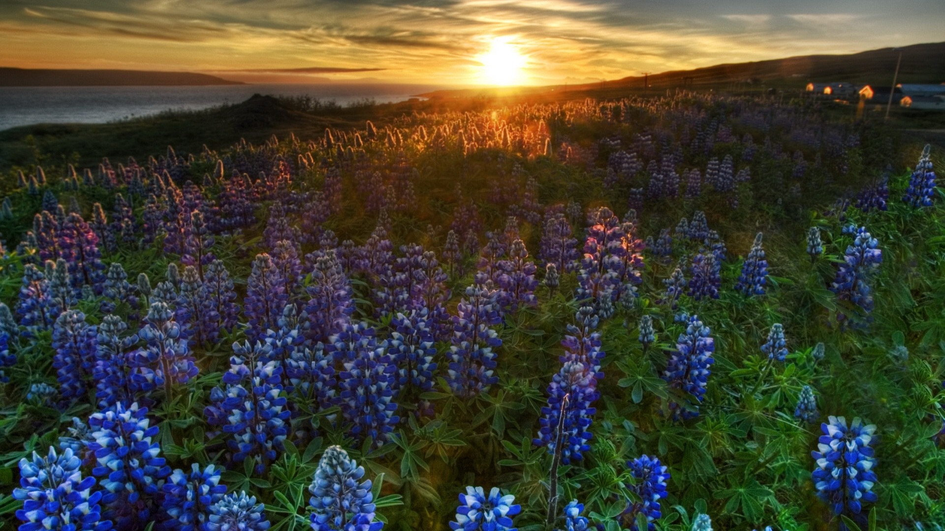 Lupini, Prato, Tramonto, sfondo desktop