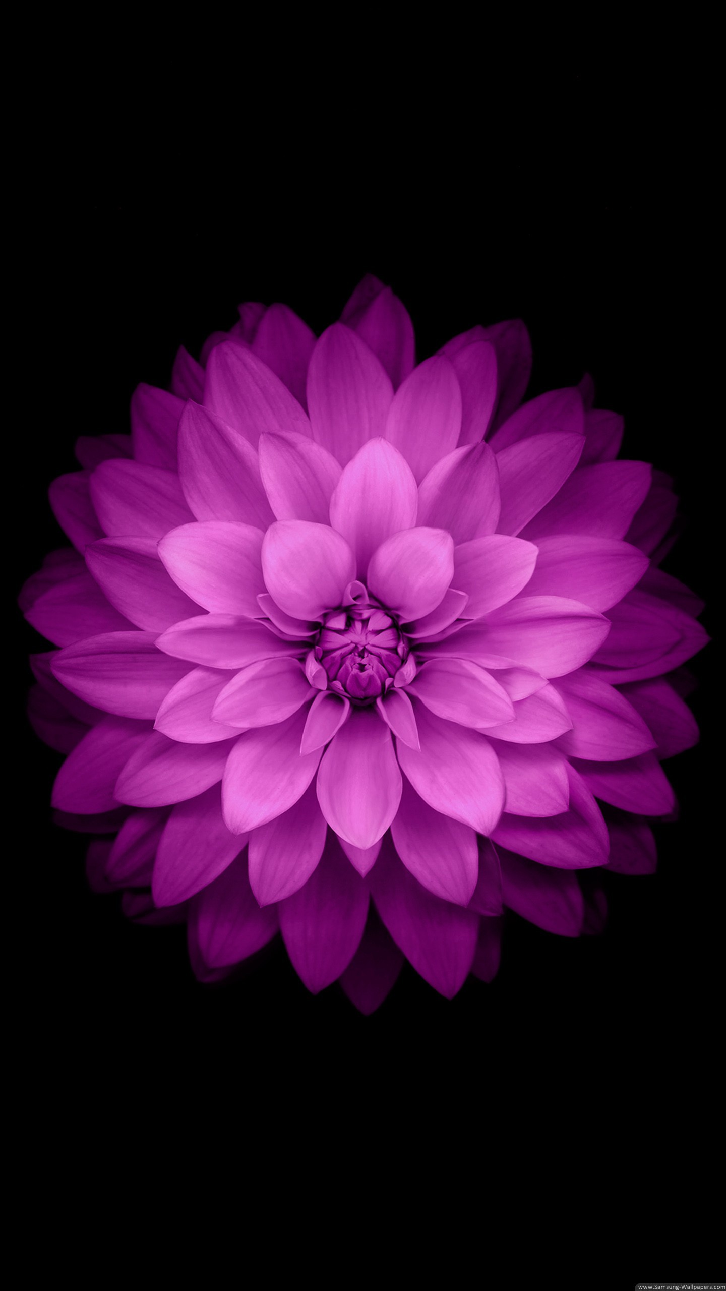 Dalia, Fiore, Sfondo nero, Viola, Minimalismo, QHD+, schermata di blocco del cellulare