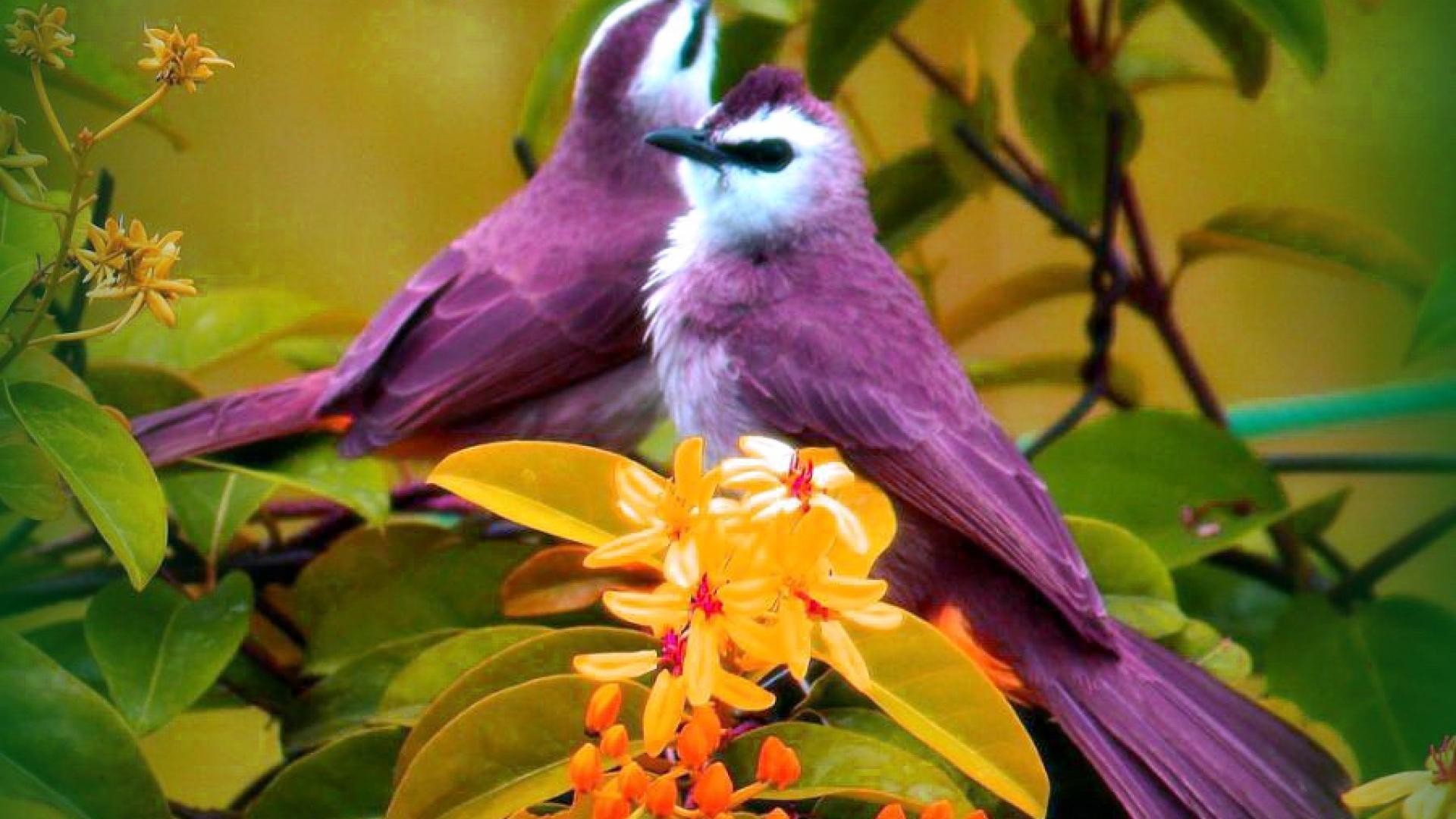 Uccelli, Fiori arancioni, Viola, Natura, Full HD, sfondo Windows 11