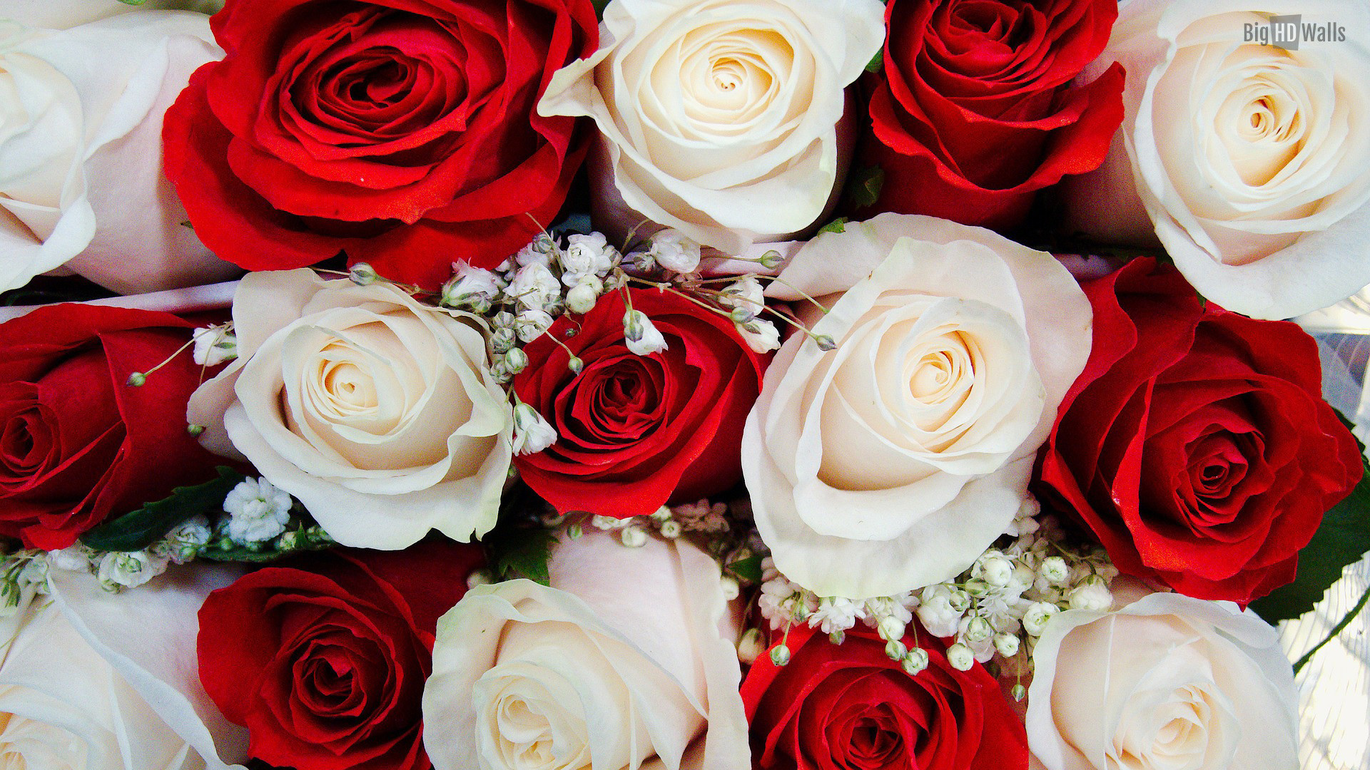 Rose rosse e bianche, Bouquet, Gipsofila, 1920x1080, immagine di sfondo