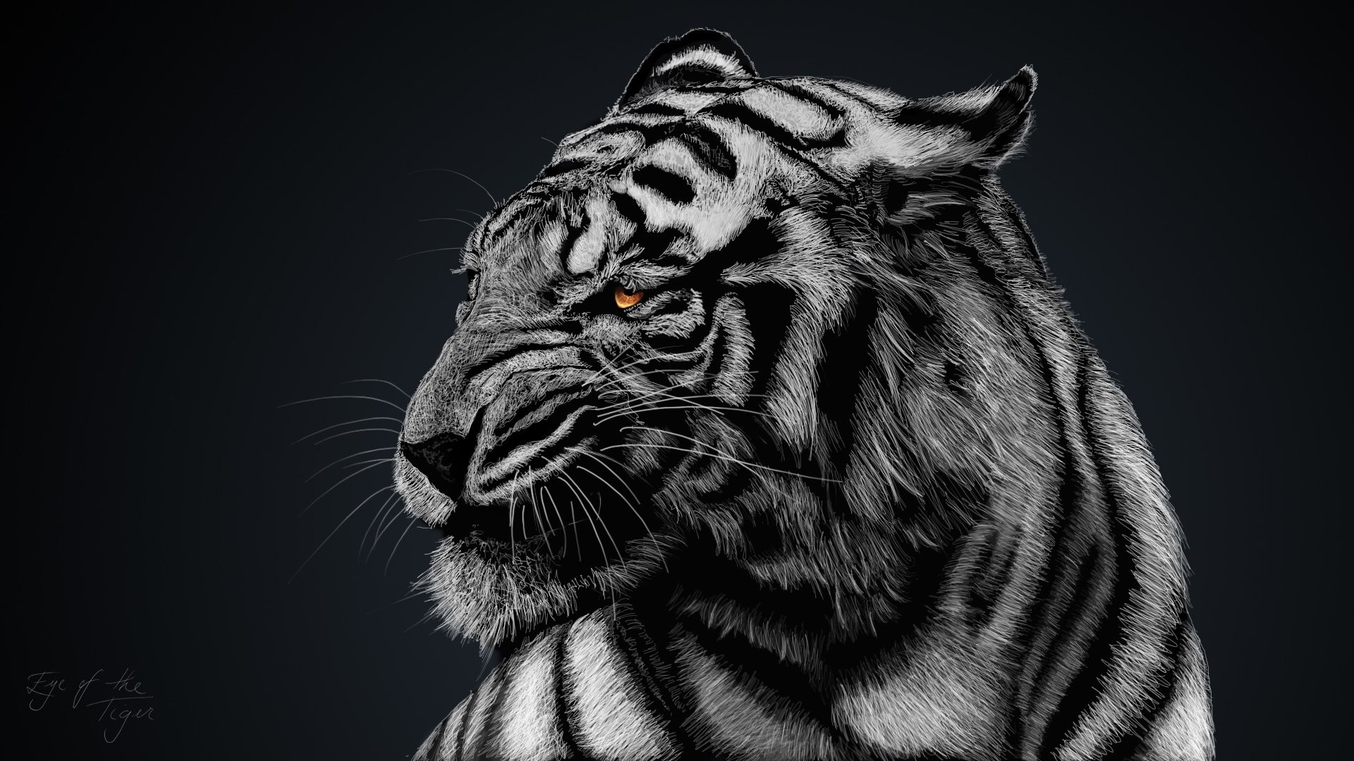 Tigre bianca, Bianco e nero, Profilo, Sfondo nero, Full HD, wallpaper desktop