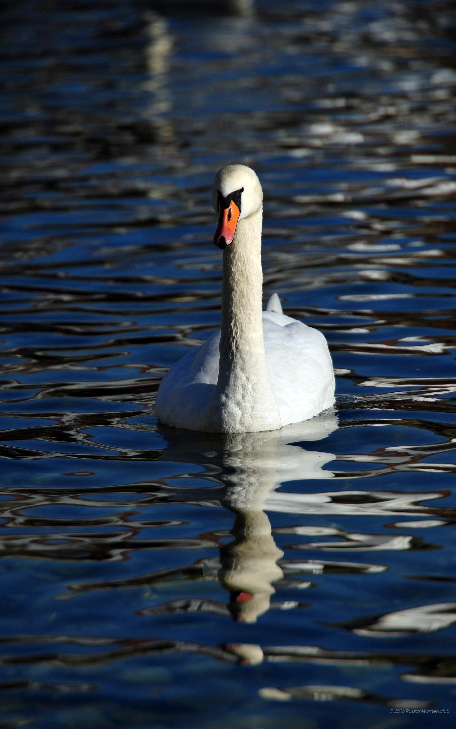 Cigno, Lago, Acqua, Riflesso, QHD+, sfondo per cellulare