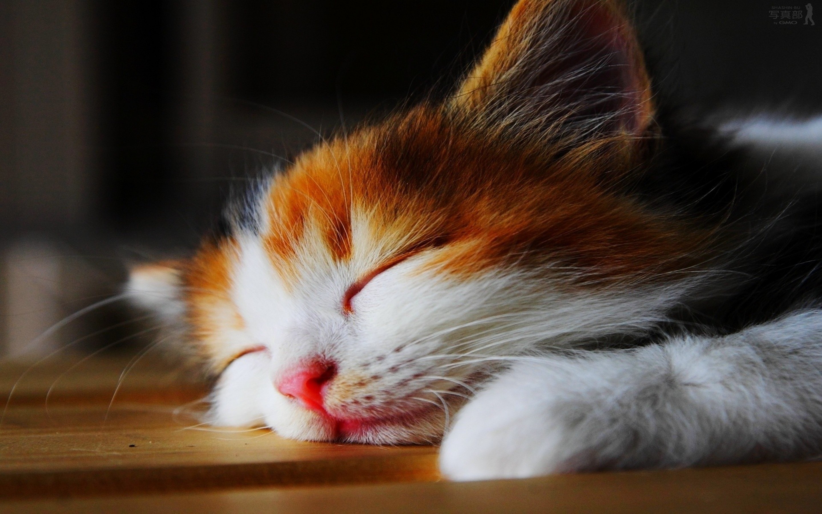 Gattino calico, Sonno, Tenero, Legno, 2K, sfondo per portatile