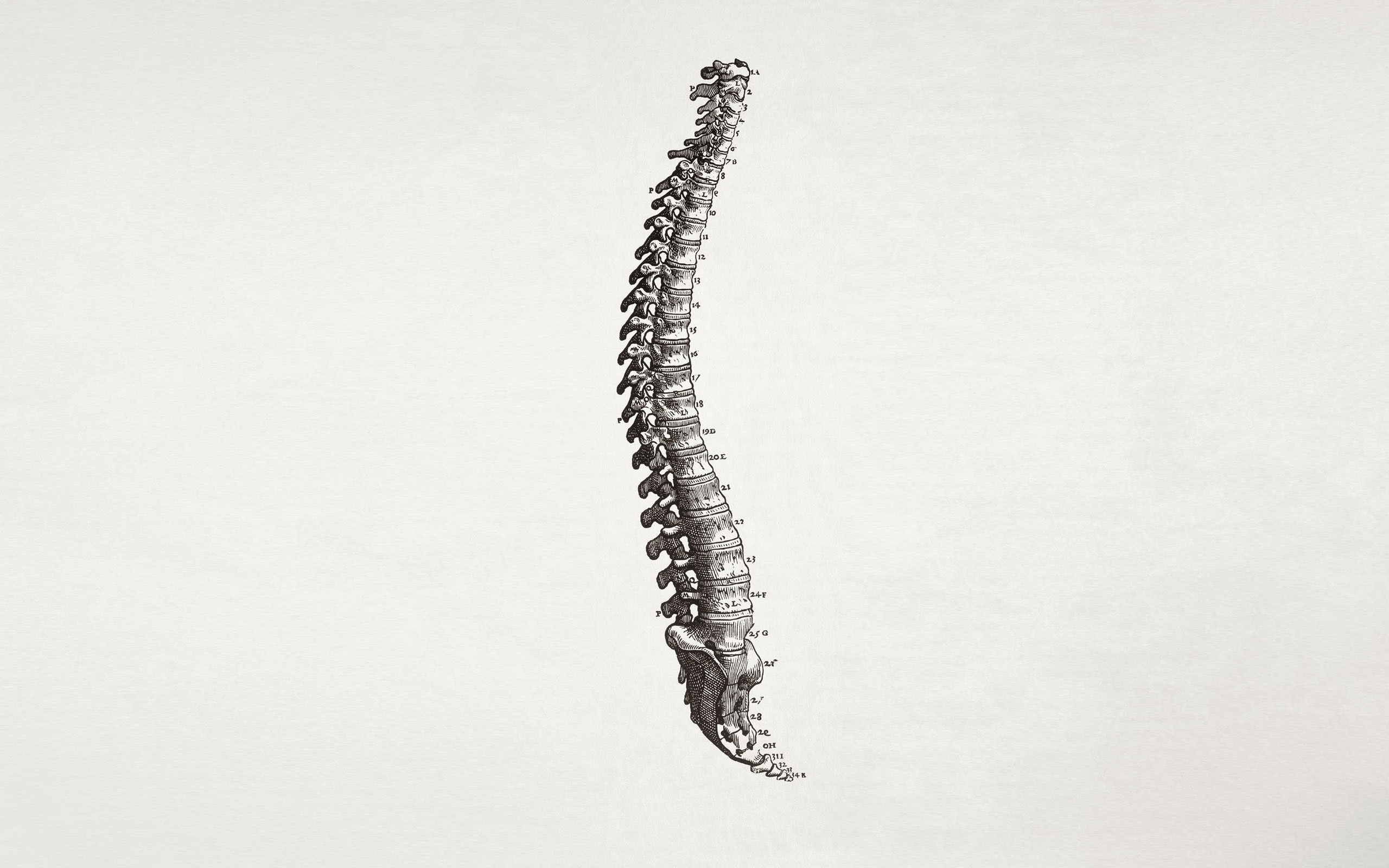 Colonna vertebrale, Anatomia, Minimalismo, Sfondo bianco, 16:10 2K, wallpaper widescreen