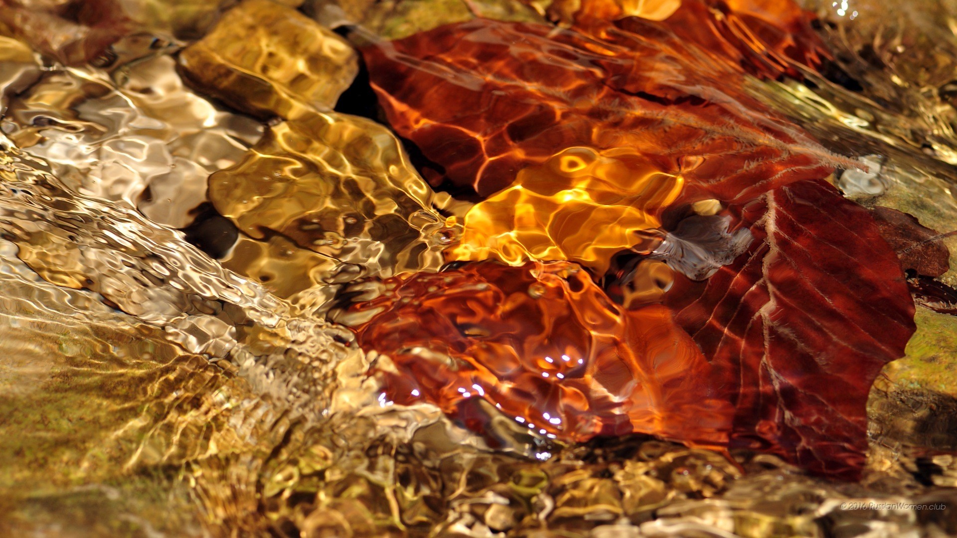 Foglia sott'acqua, Ruscello, Autunno, Macro, 1920x1080, immagine di sfondo