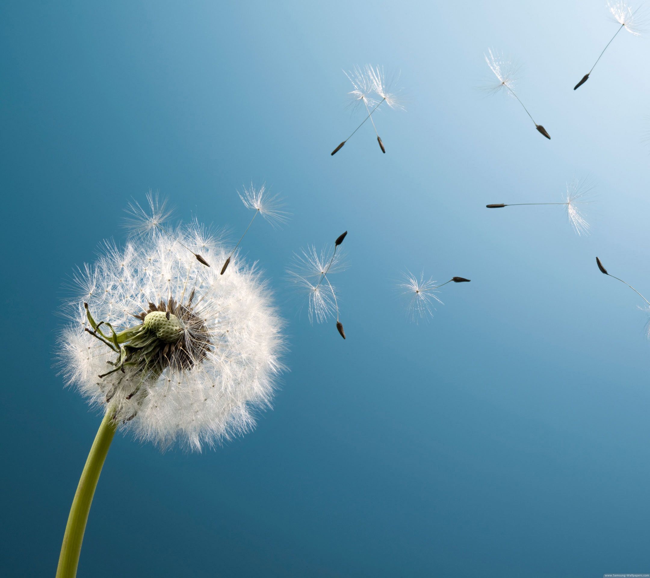Samsung Galaxy S4, Samsung, Soffione, Cielo, Full HD, wallpaper per tablet