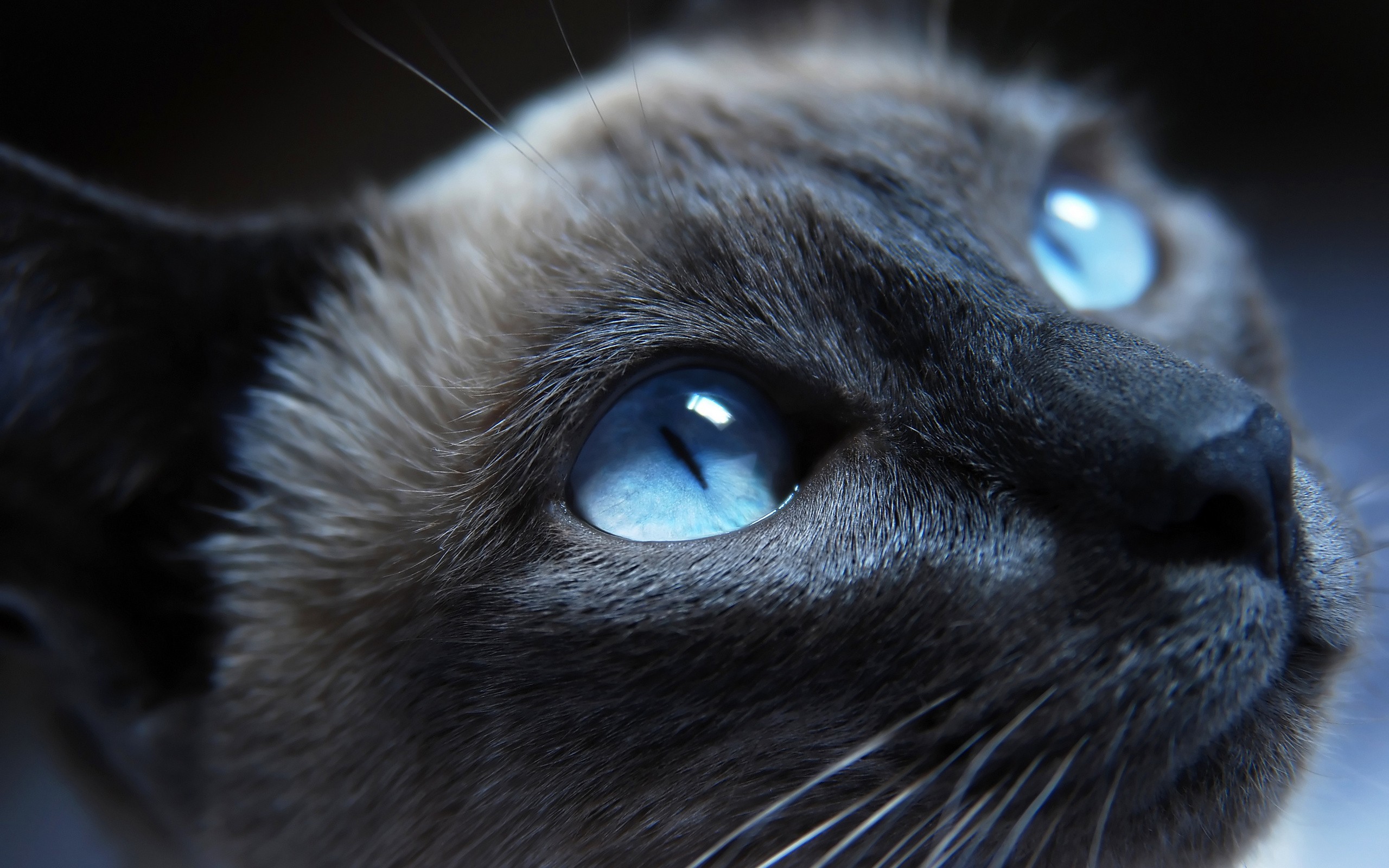 Gatto grigio, Occhi azzurri, Primo piano, Sguardo verso l'alto, 2K 1600p, sfondo desktop