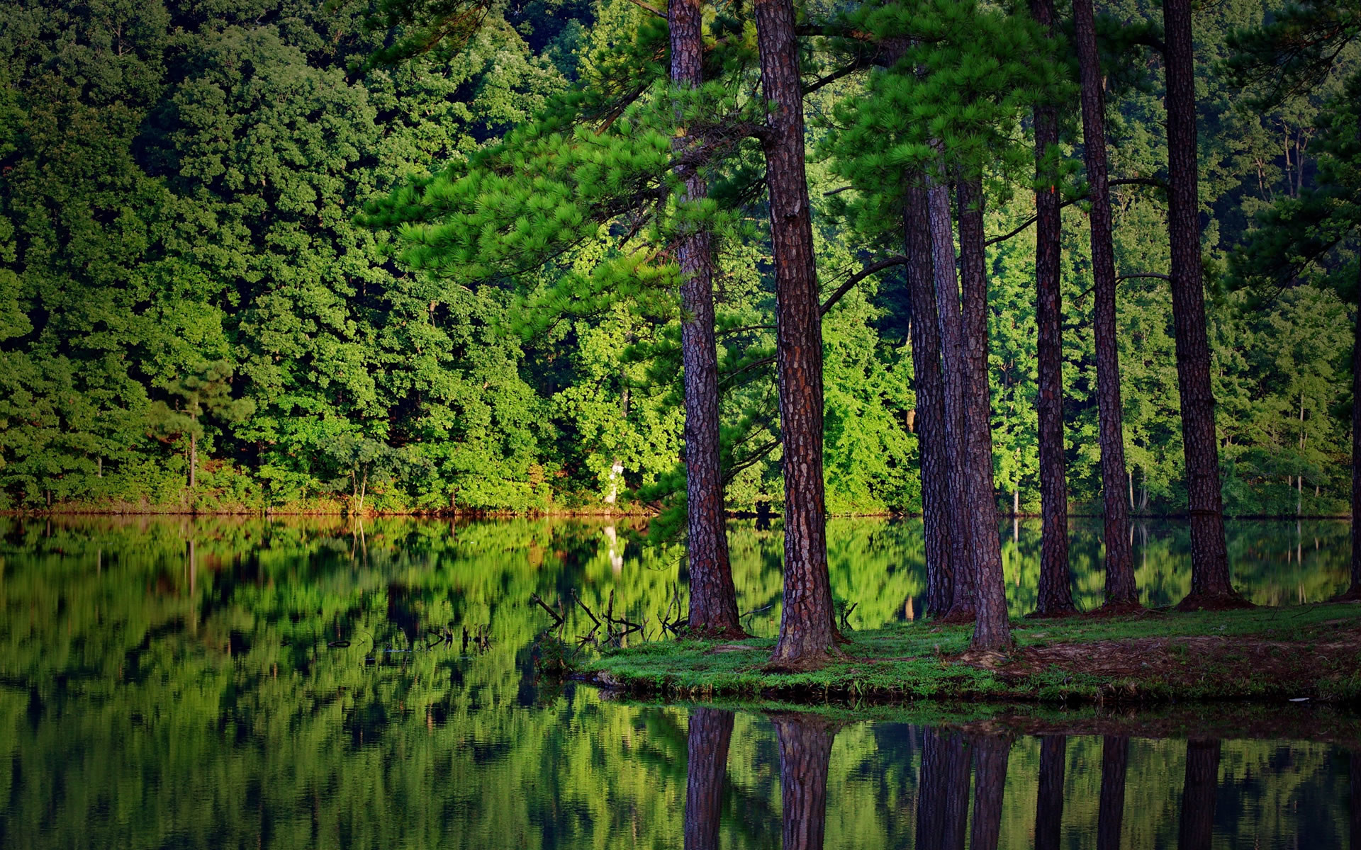 Pini, Lago, Riflesso, Bosco verde, 1920x1200, immagine di sfondo
