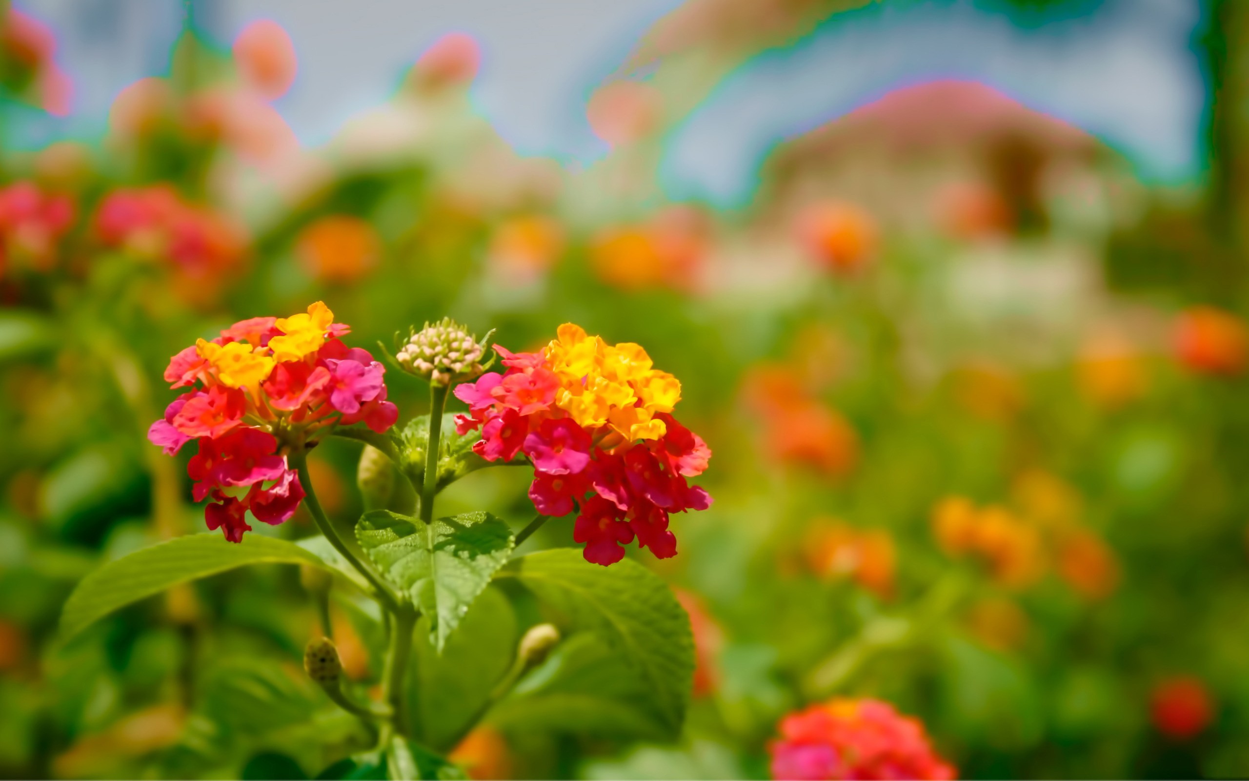 Lantana, Fiori arancioni, Bokeh, 2K 1600p, sfondo desktop