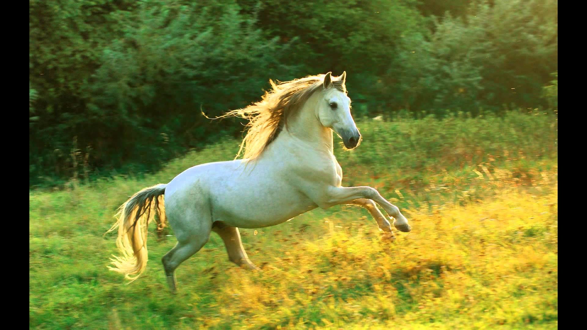 Cavallo bianco, Galoppo, Prato, Criniera, Full HD, sfondo desktop