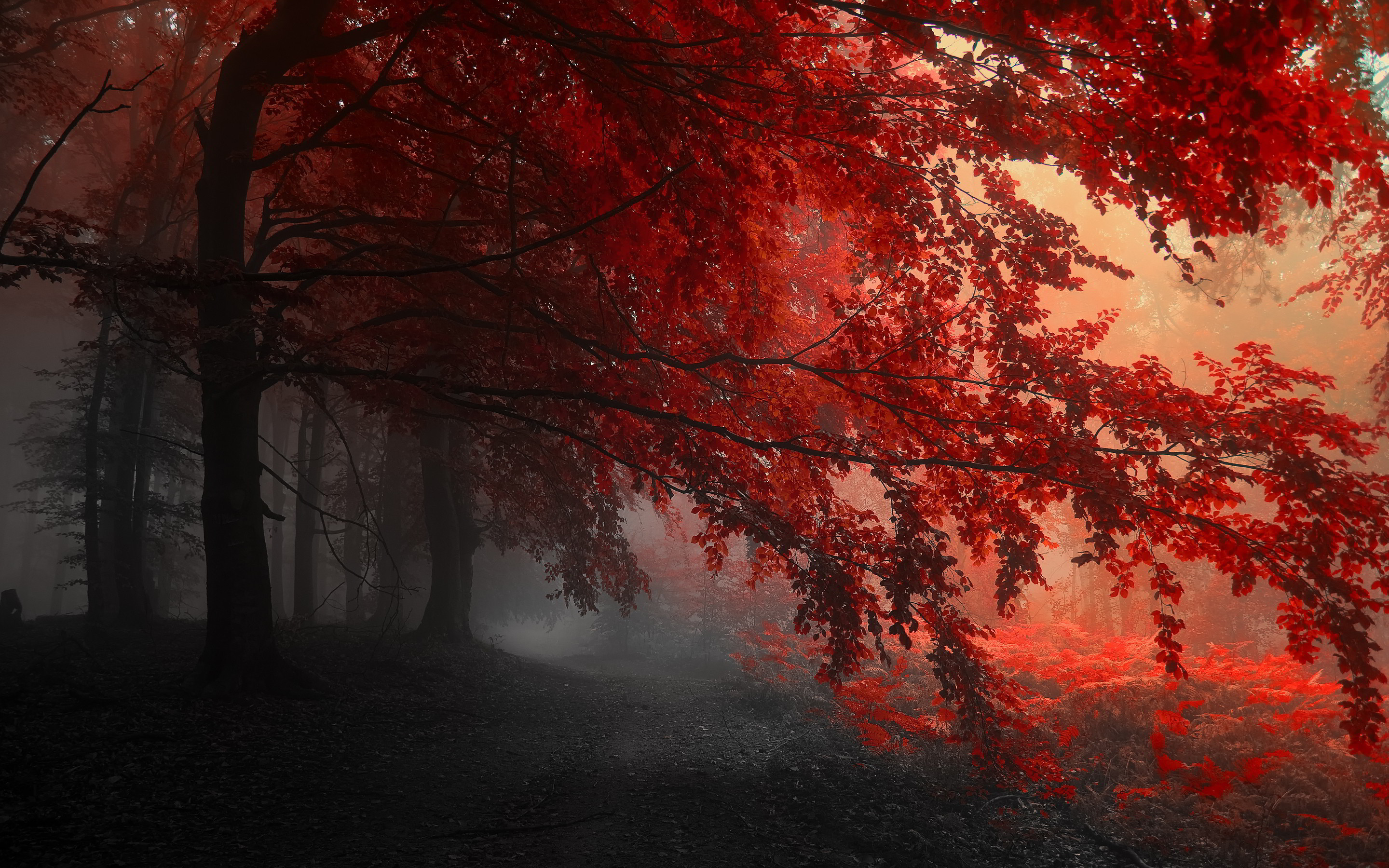 Bosco, Foglie rosse, Nebbia, Autunno, Alberi, 2880x1800, sfondo per PC