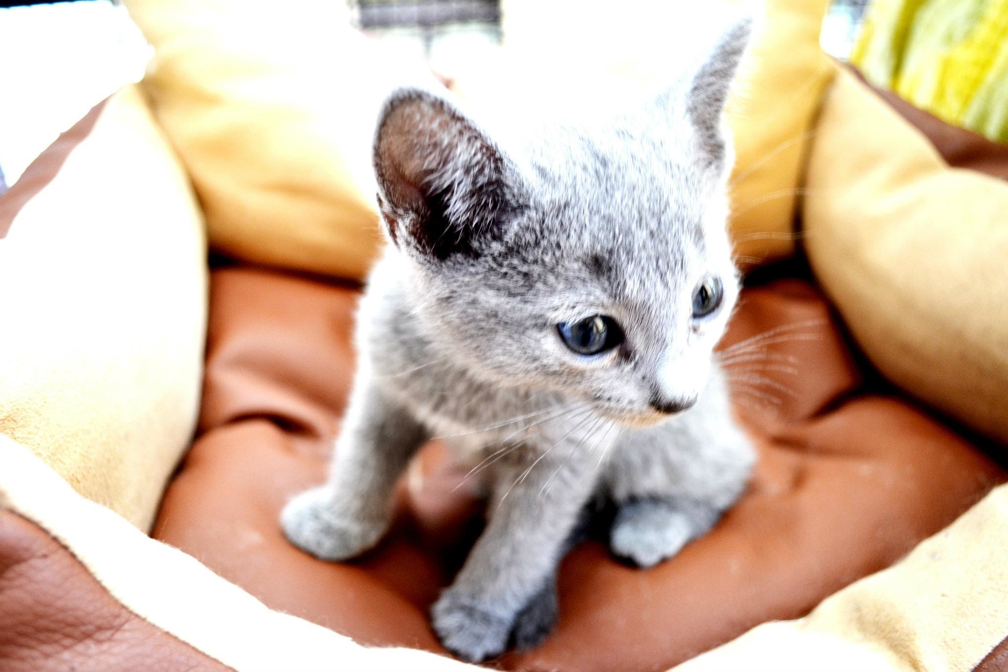 Gattino, Gatto grigio, Cuscini, Animali teneri, Full HD, sfondo per PC e portatile
