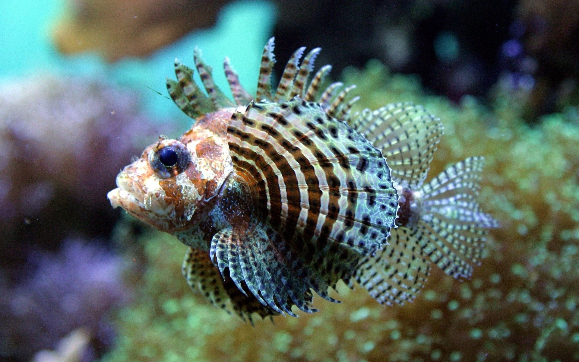 Pesce scorpione, Acquario marino, Primo piano, 1920x1200, immagine di sfondo