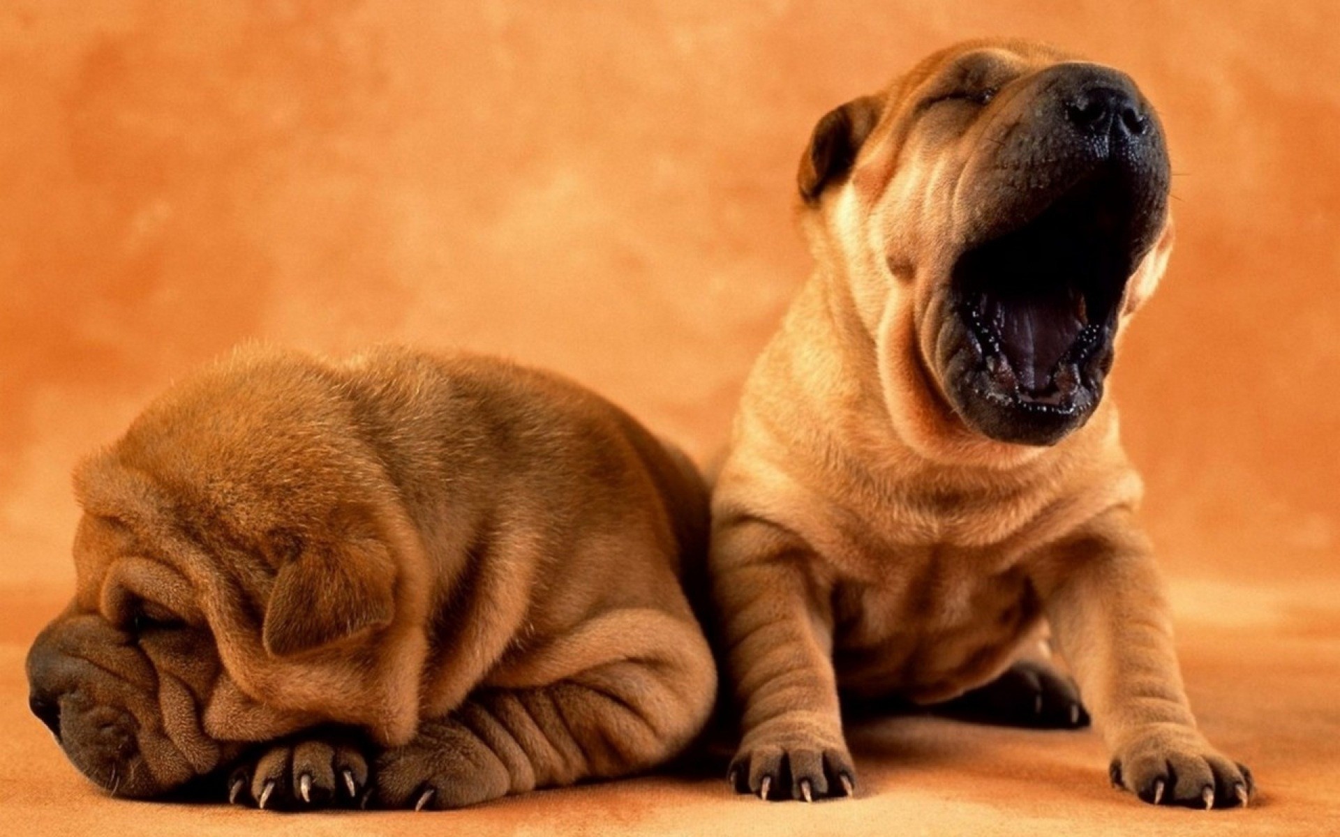 Shar Pei, Cuccioli, Sbadiglio, Sfondo arancione, wallpaper per desktop