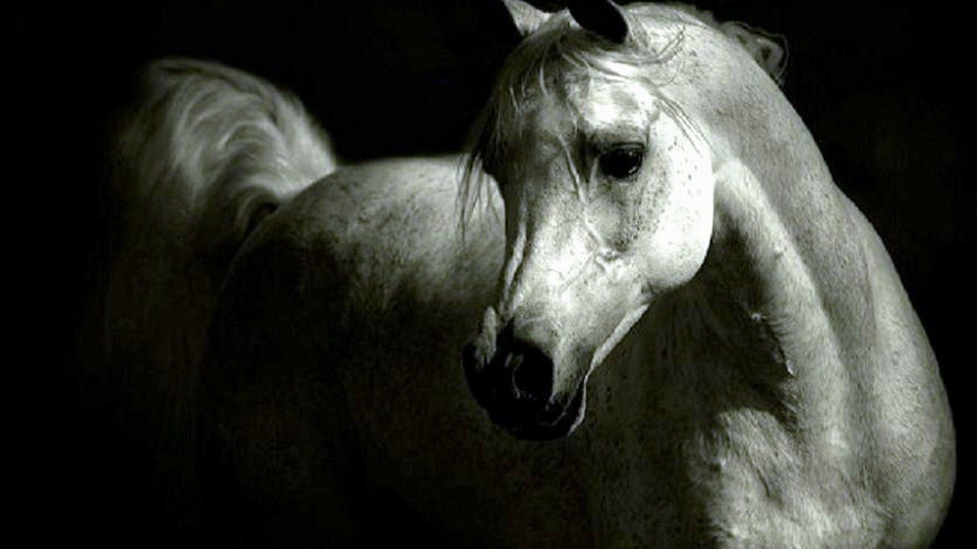Cavallo arabo, Cavallo grigio, Sfondo nero, Ritratto, 1920x1080, wallpaper desktop