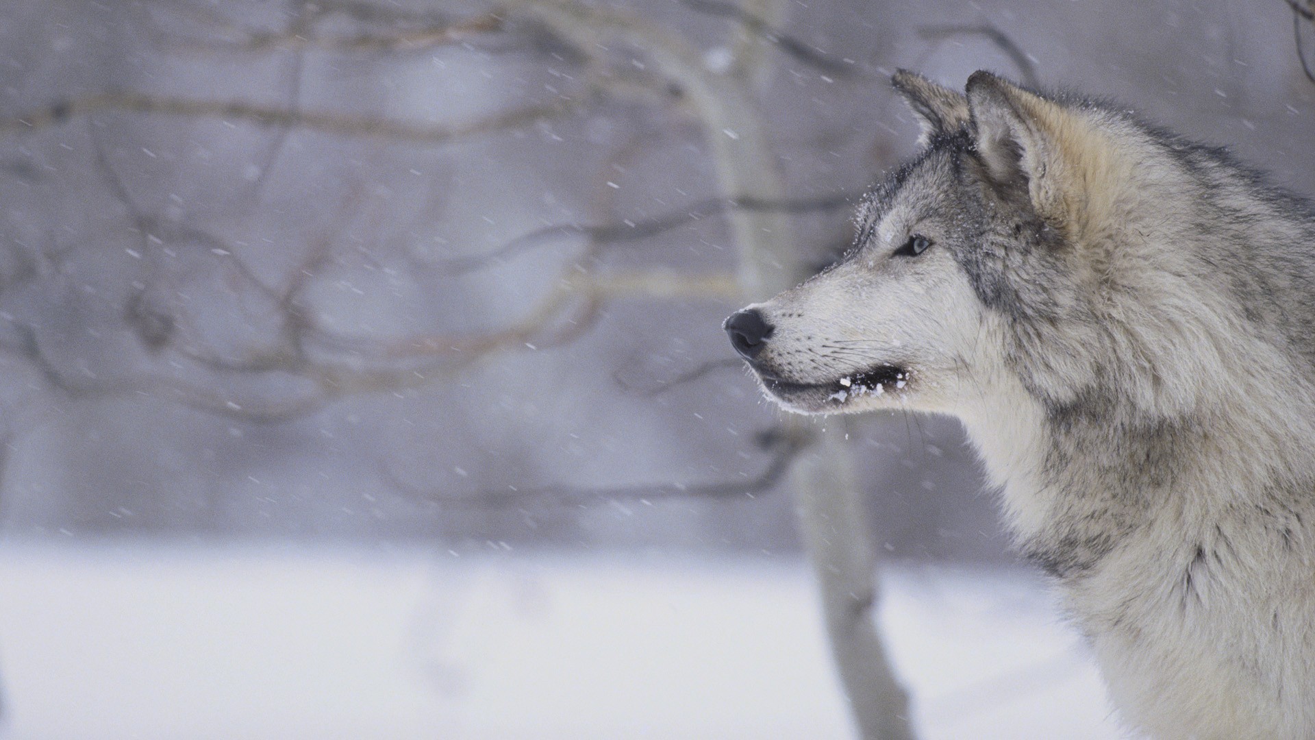 Lupo grigio, Neve, Bosco, Animale selvatico, Full HD, wallpaper per desktop