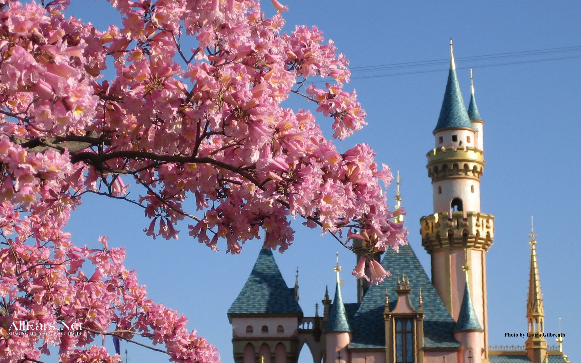 Castello della Bella Addormentata, Disneyland, Albero in fiore, Cielo azzurro, immagine di sfondo