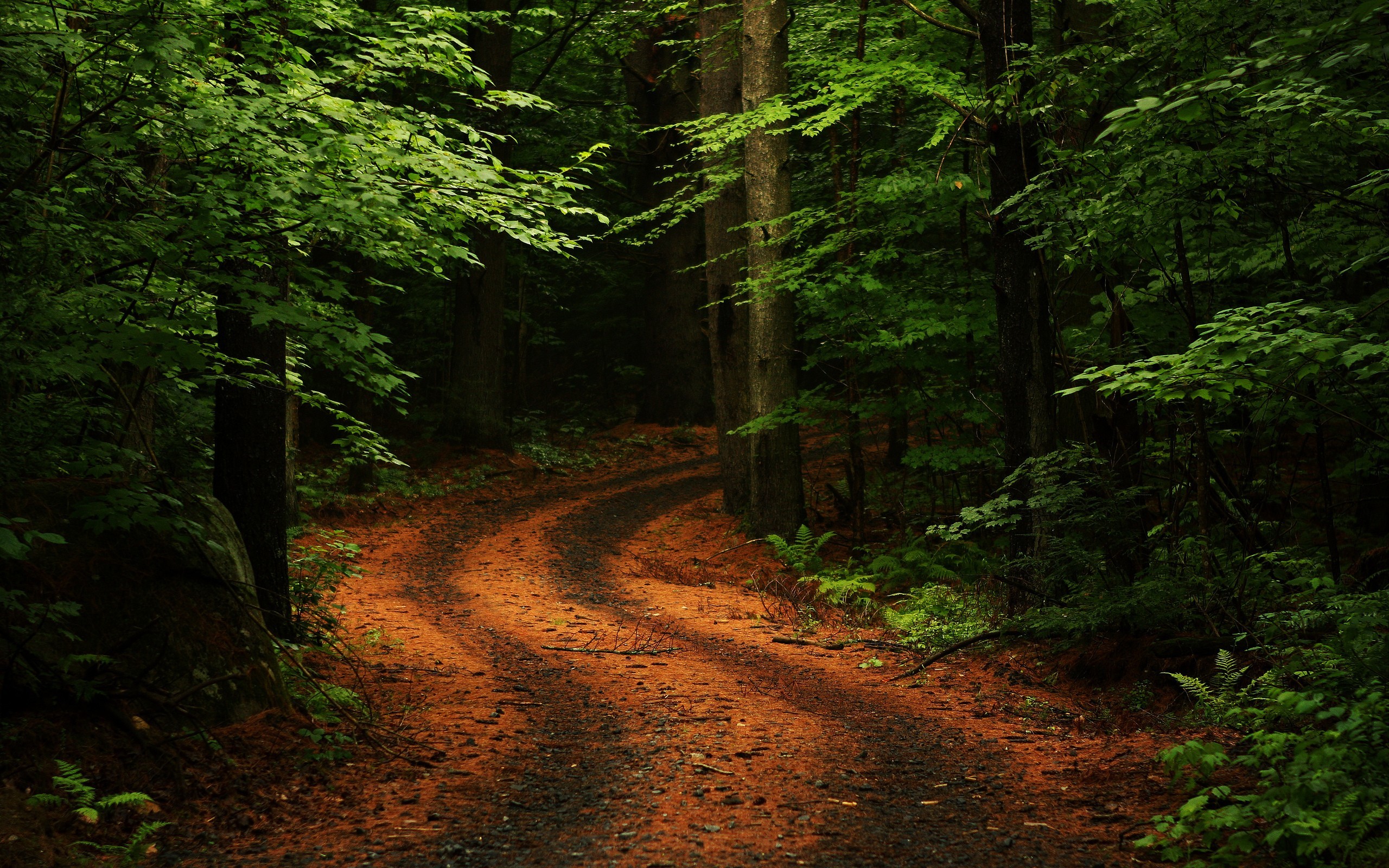 Sentiero, Foresta, Alberi, Ombra, 2560x1600, sfondo per PC