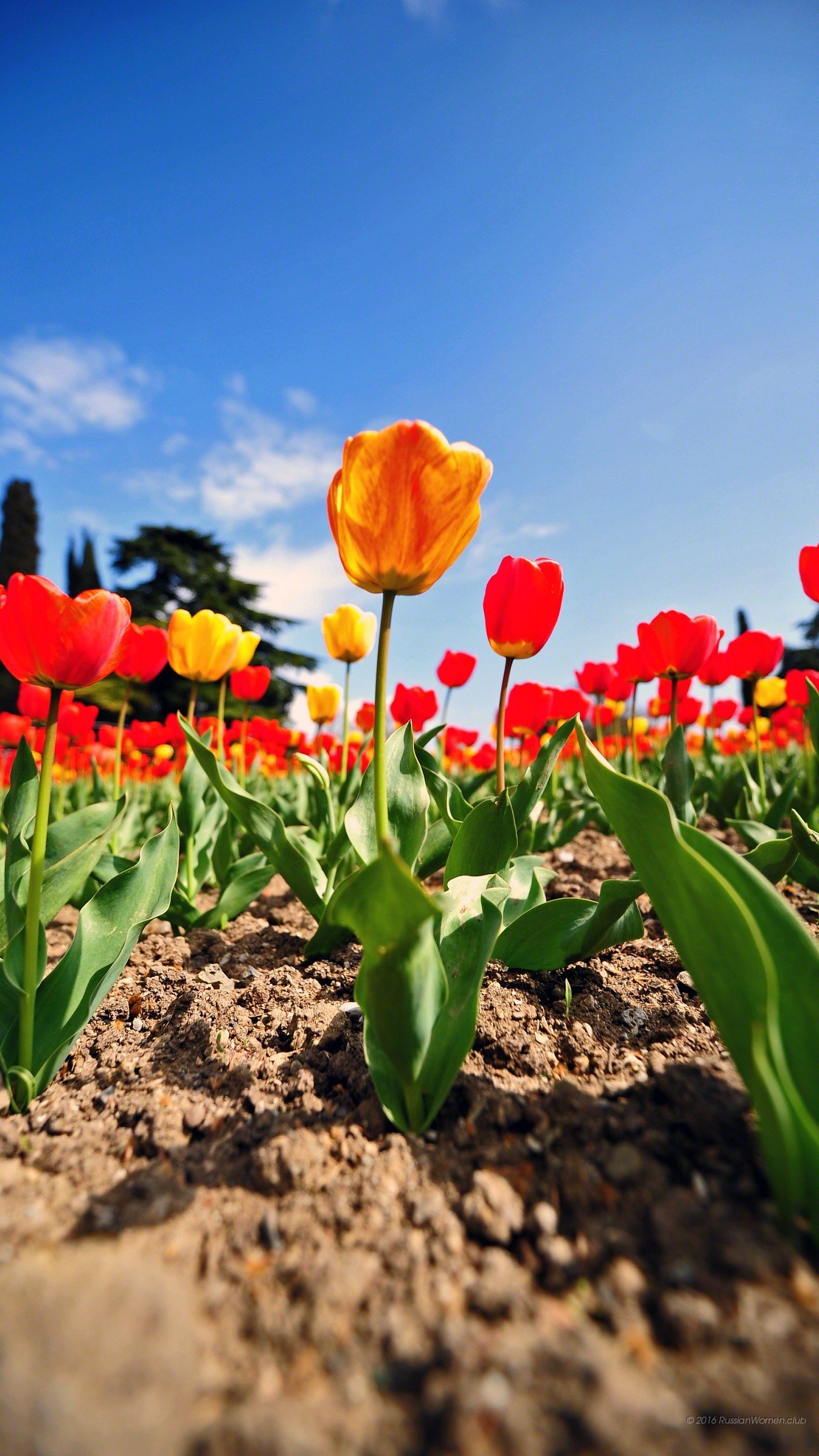 Tulipani, Fiori rossi, Cielo, schermata Home Huawei